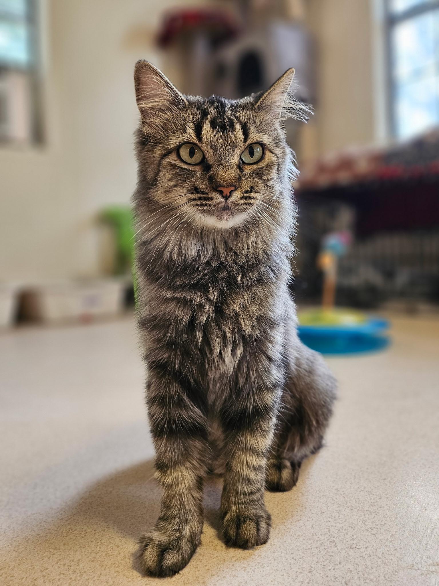 Enlarge Violet, an adopted Domestic Medium Hair in Guthrie, OK image 2/2