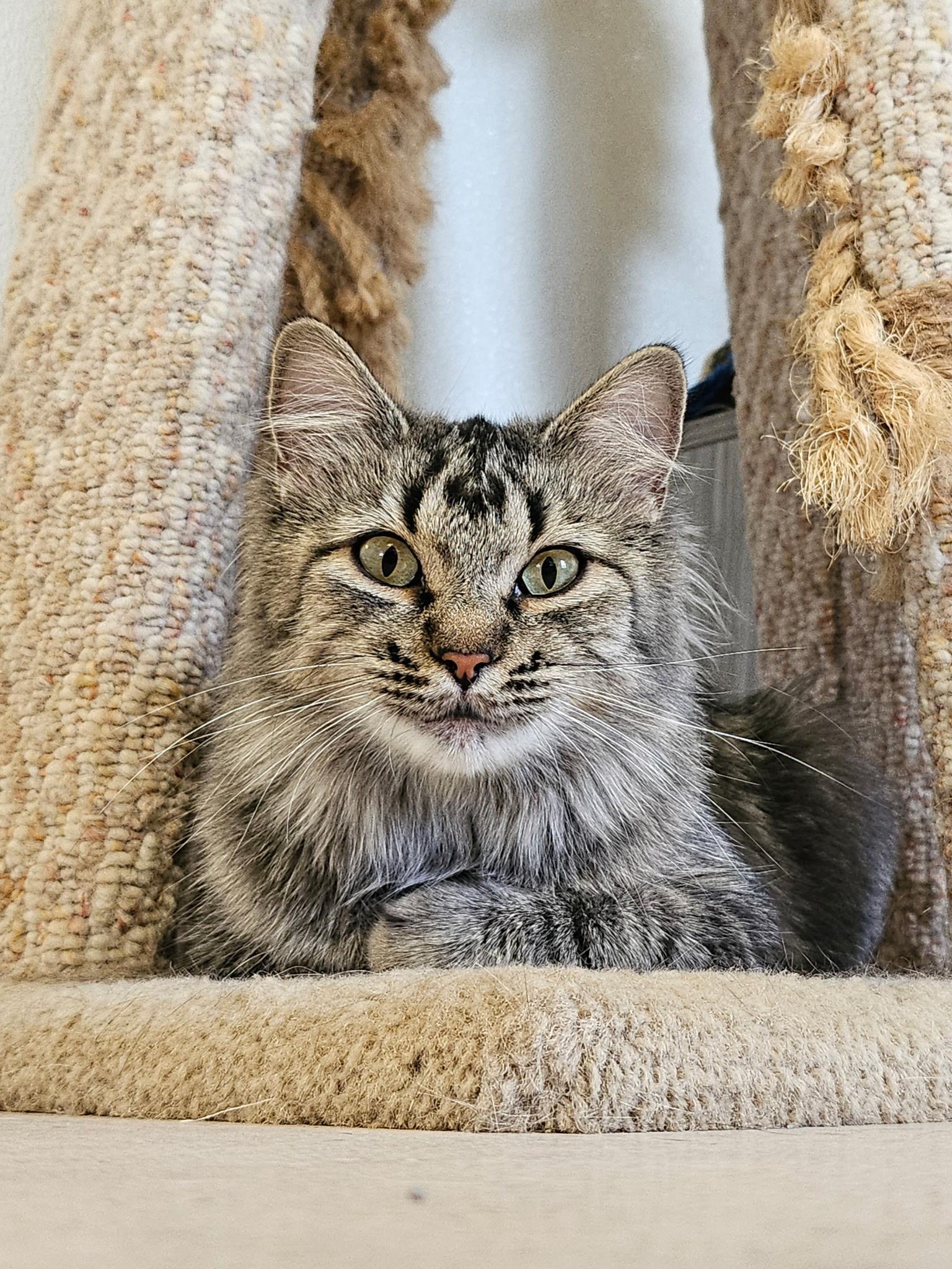 Violet, adopted, Young Female Domestic Medium Hair.