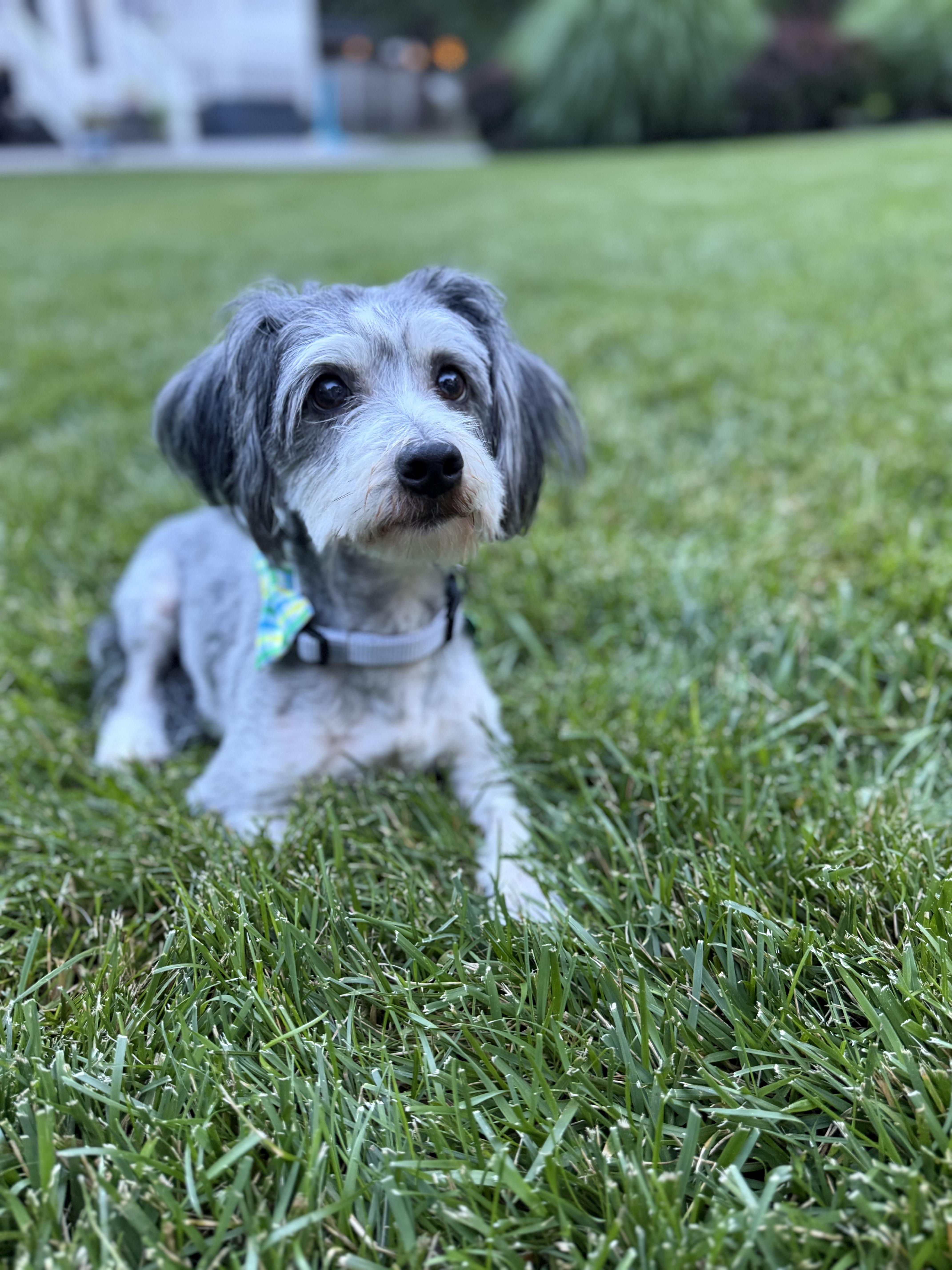George, an adopted mixed breed in Medford, NJ image 5/6