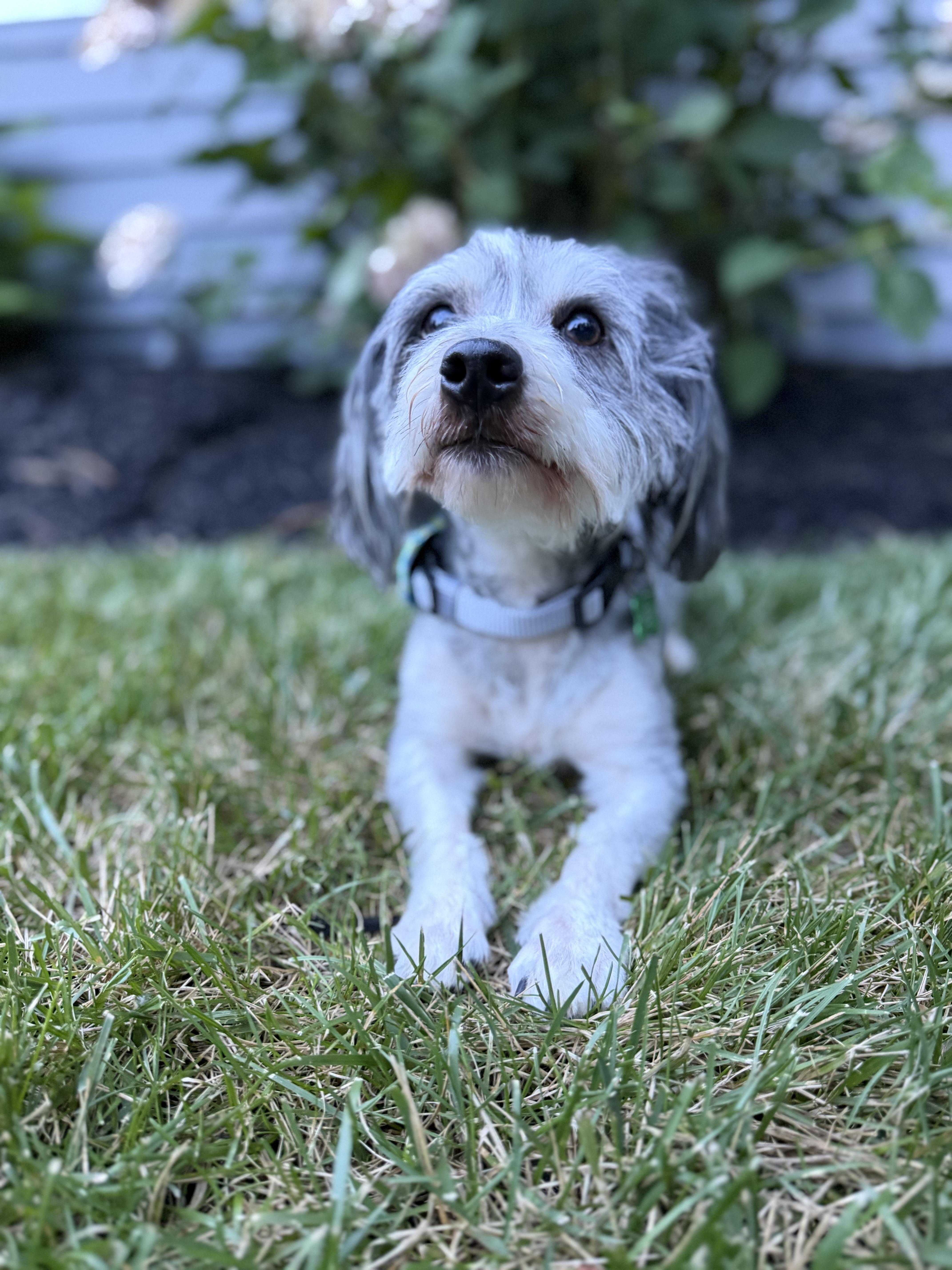 George, an adopted mixed breed in Medford, NJ image 4/6
