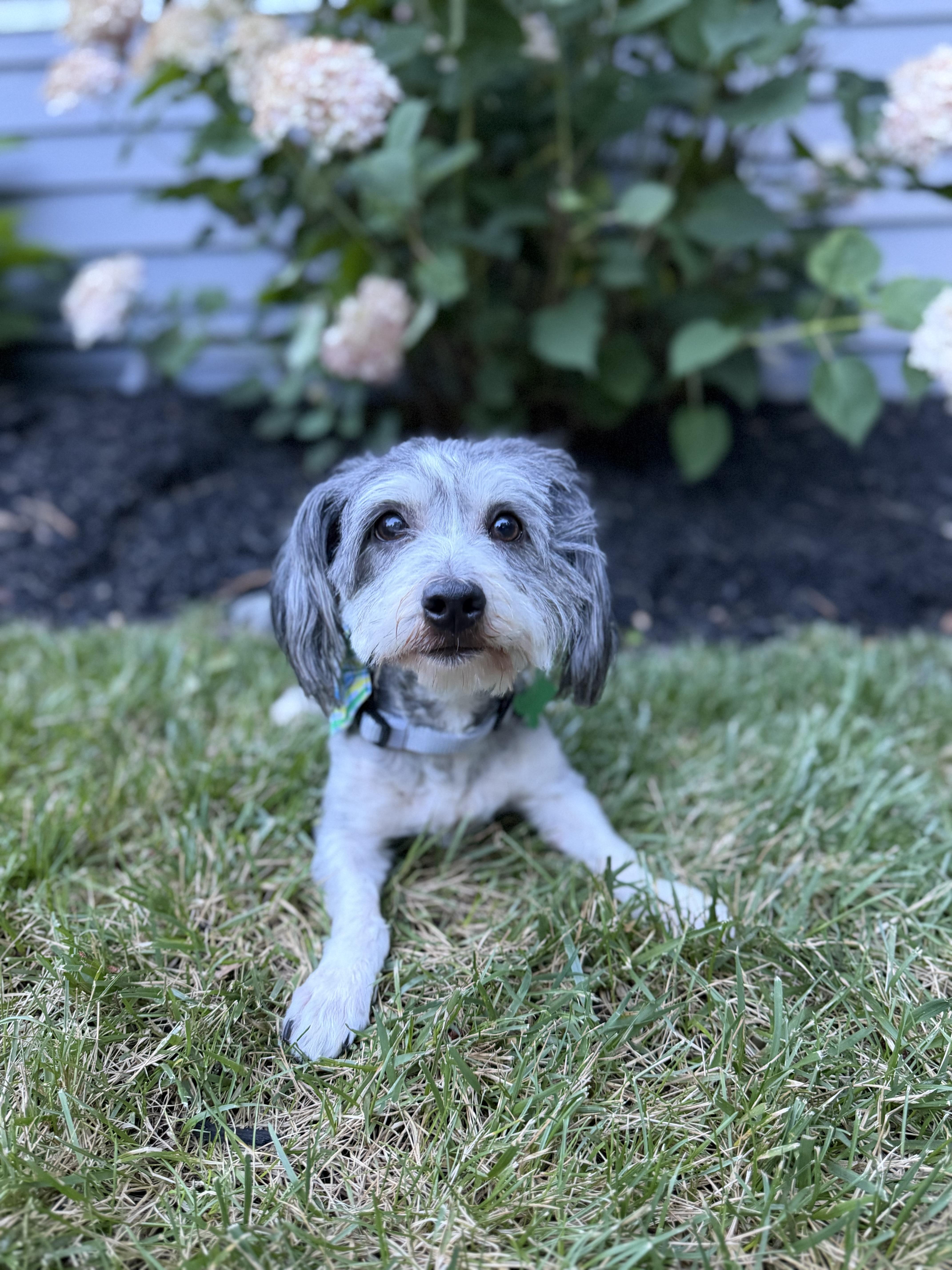 George, an adopted mixed breed in Medford, NJ image 1/6