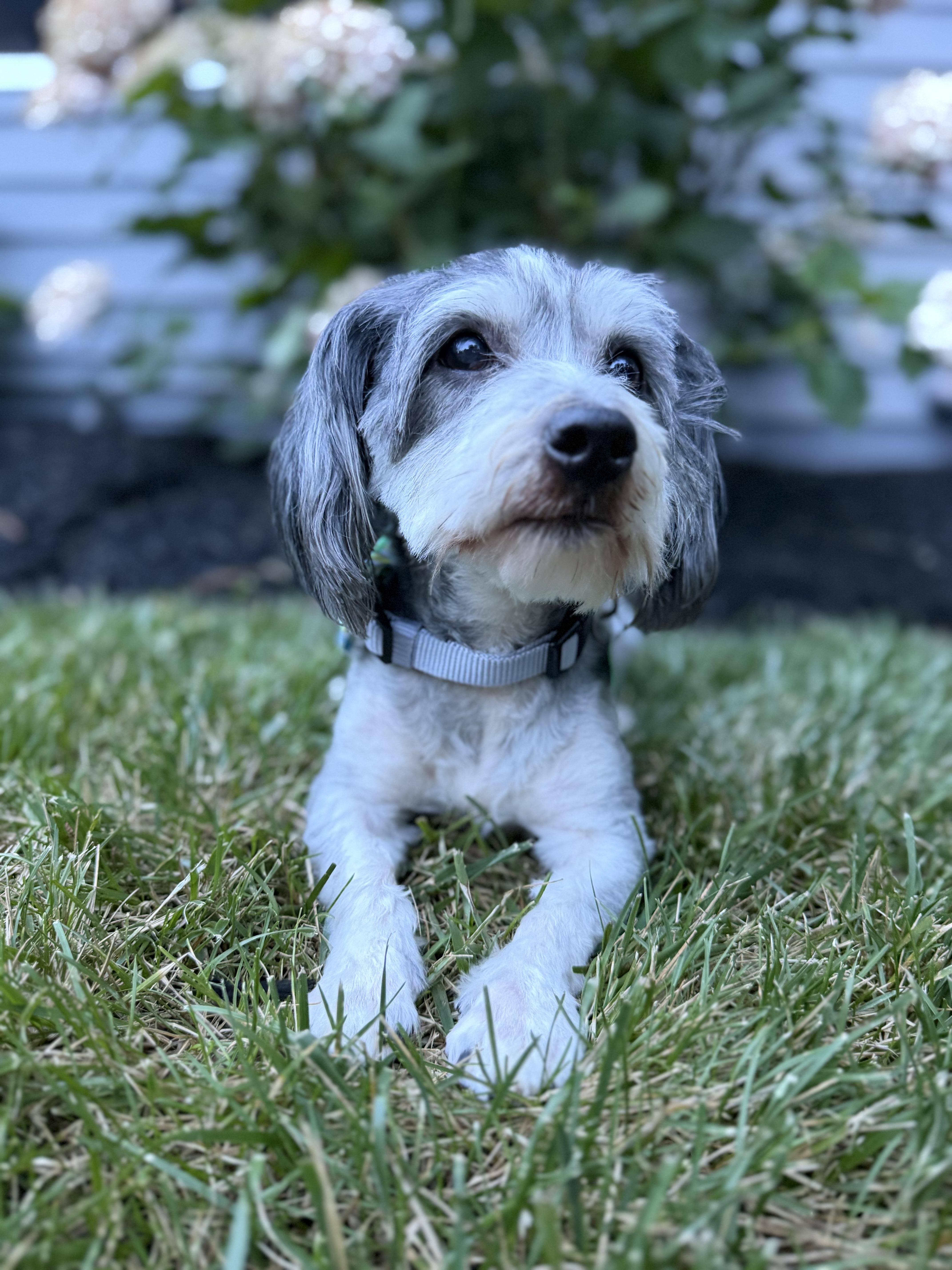George, an adopted mixed breed in Medford, NJ image 2/6