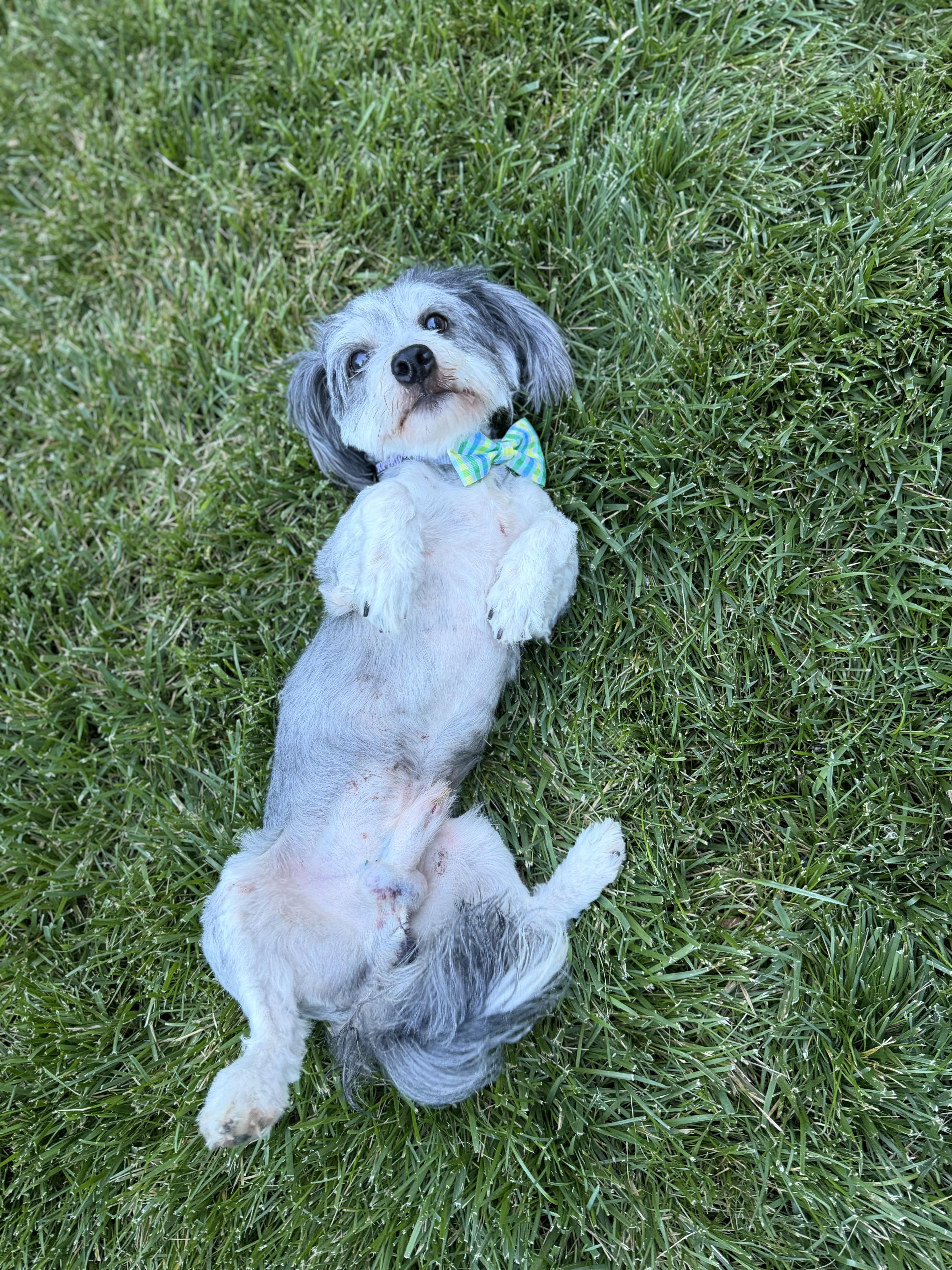 George, an adopted mixed breed in Medford, NJ image 3/6