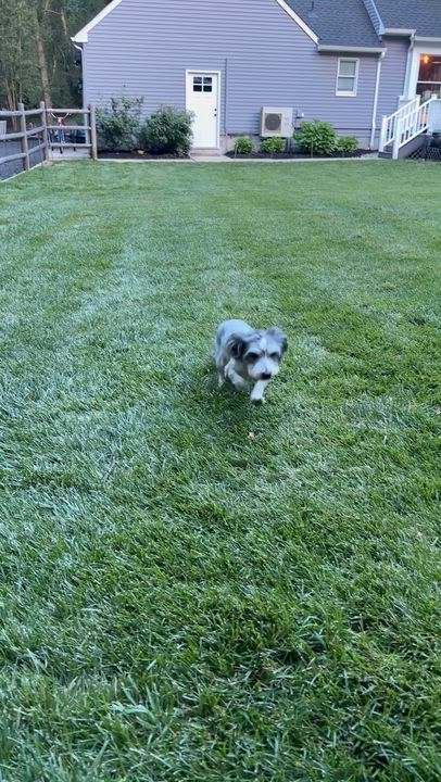 Enlarge George, an adopted mixed breed in Medford, NJ video 6/6