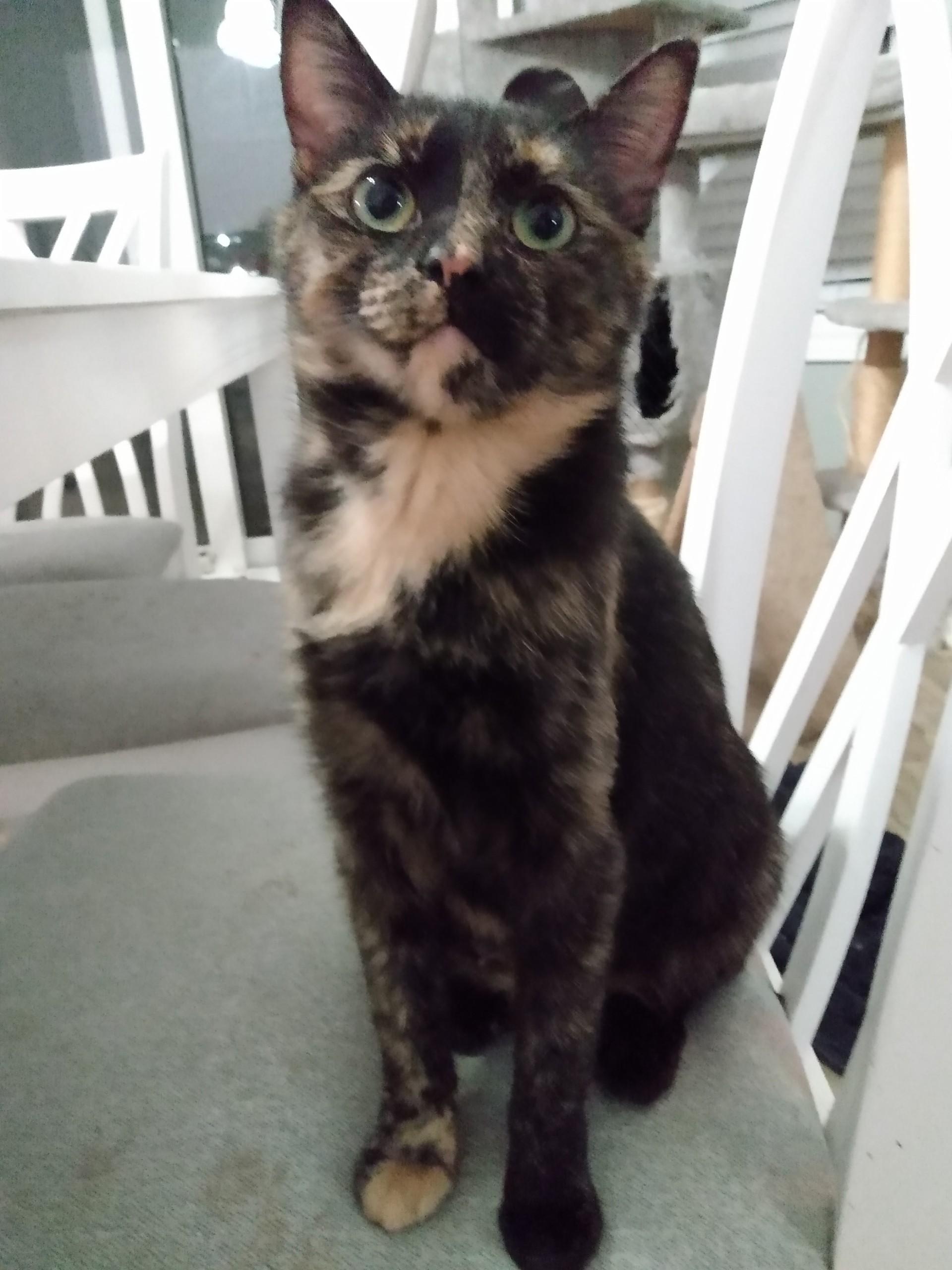 HEIDI, ADOPTABLE, Adult Female Tortoiseshell.