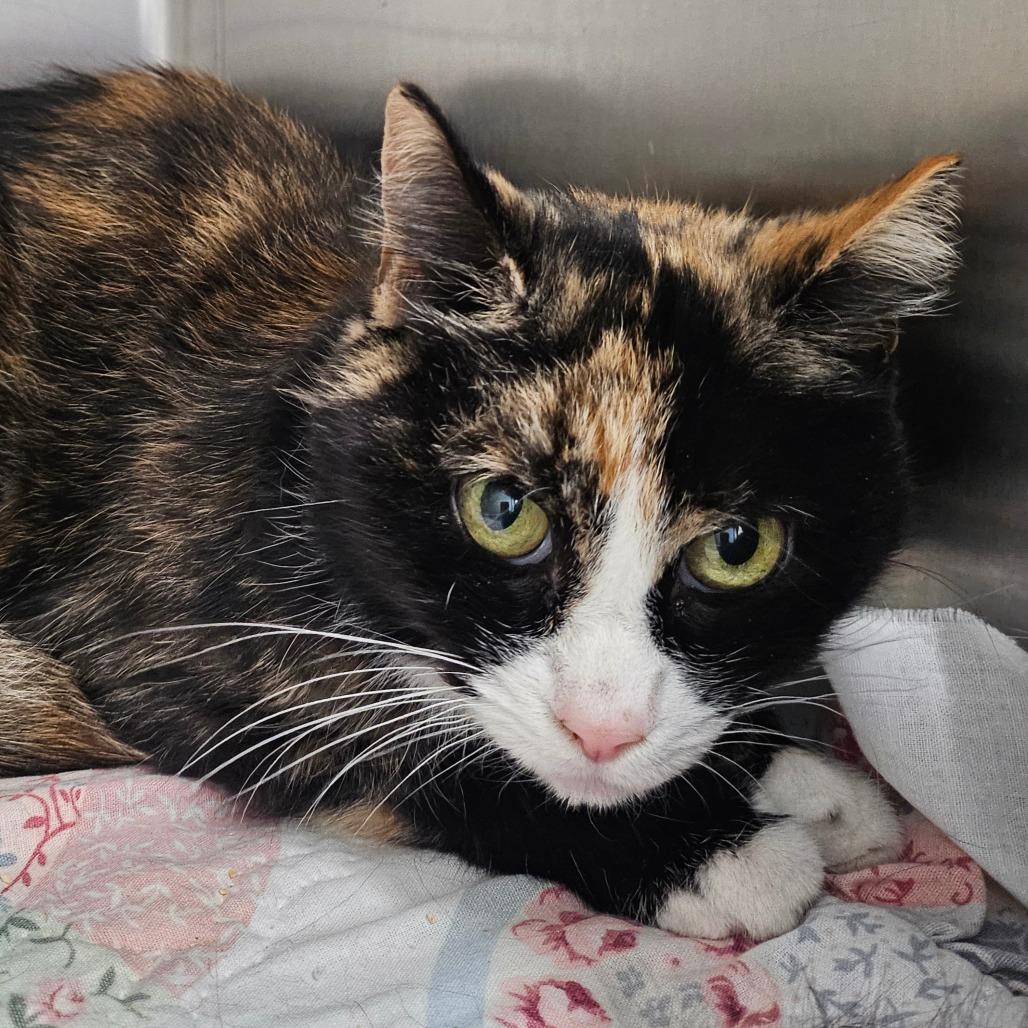 Angel, Adoptable, Adult Female Domestic Short Hair.