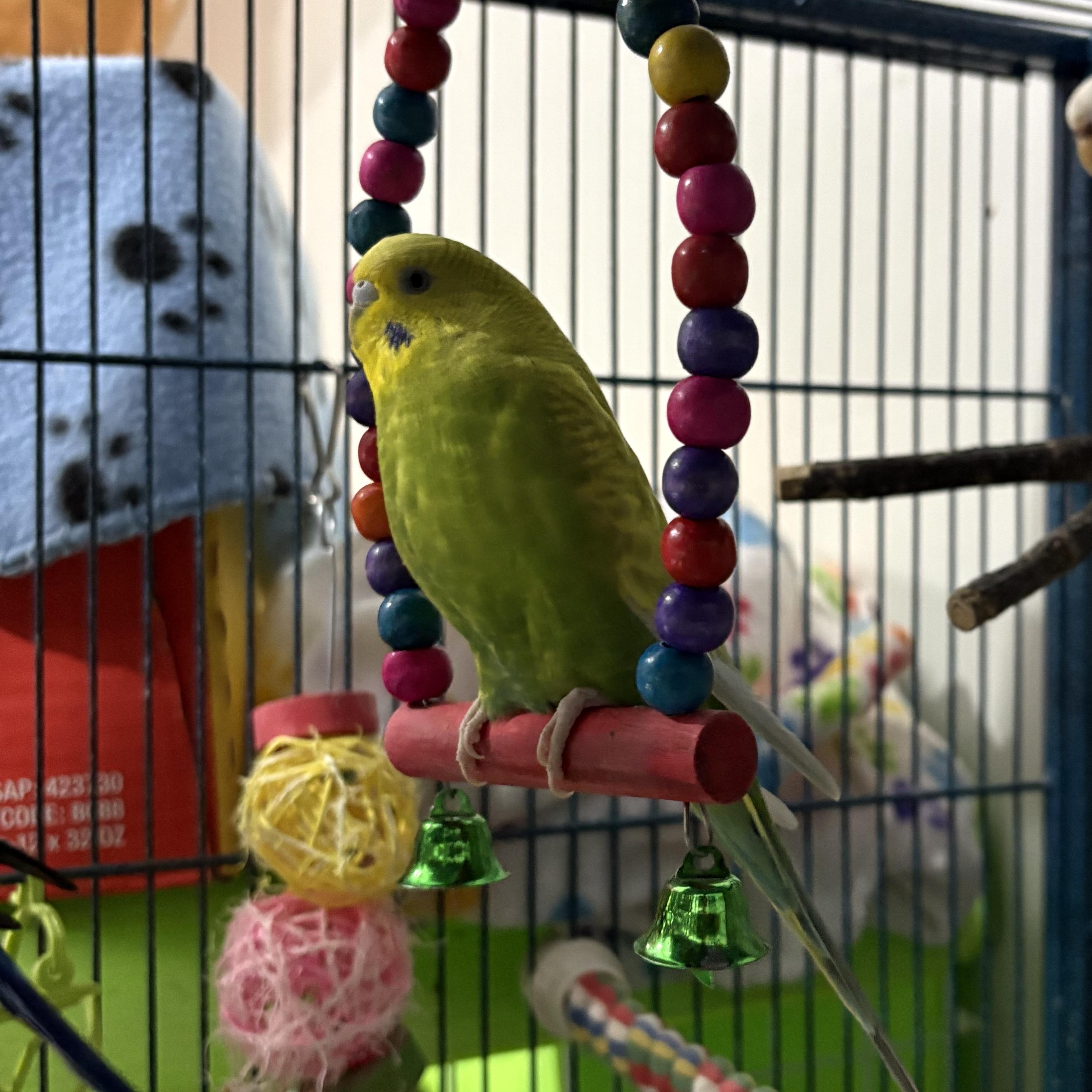 Parakeets, ADOPTABLE, Young Male Parakeet (Other).