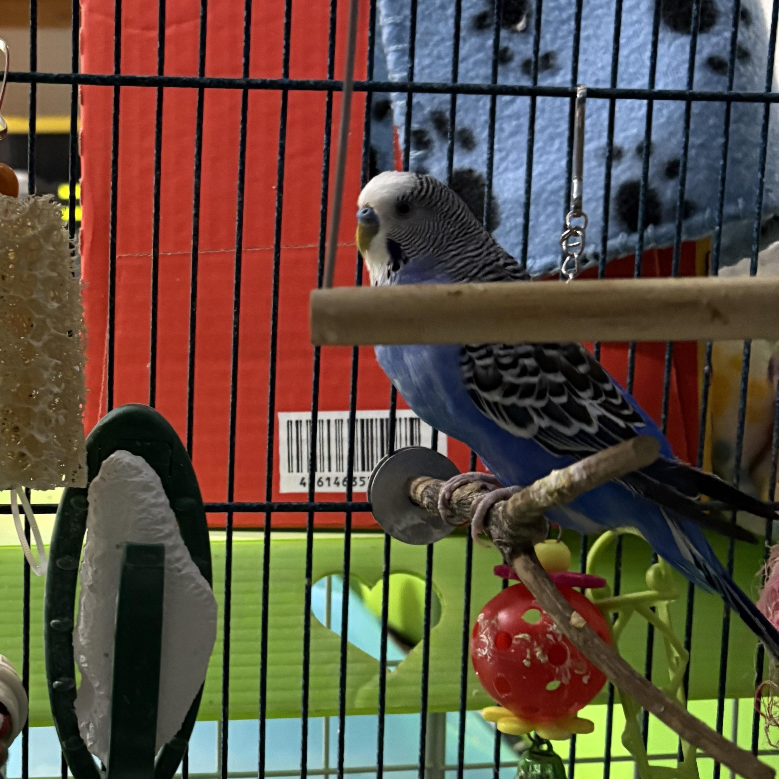 Enlarge Parakeets, a ADOPTABLE Parakeet (Other) in Howell, NJ image 2/2