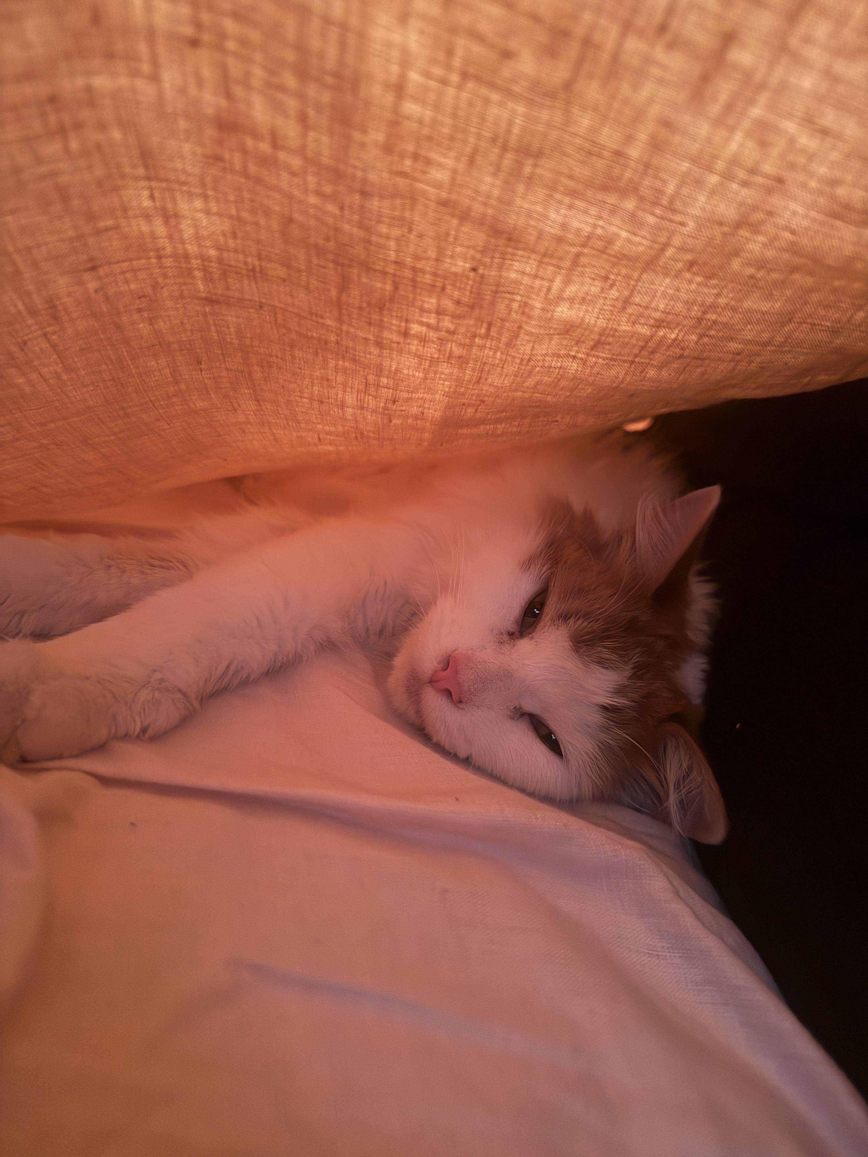 Enlarge Softmax, a ADOPTABLE Domestic Long Hair in Stanford, CA image 4/5