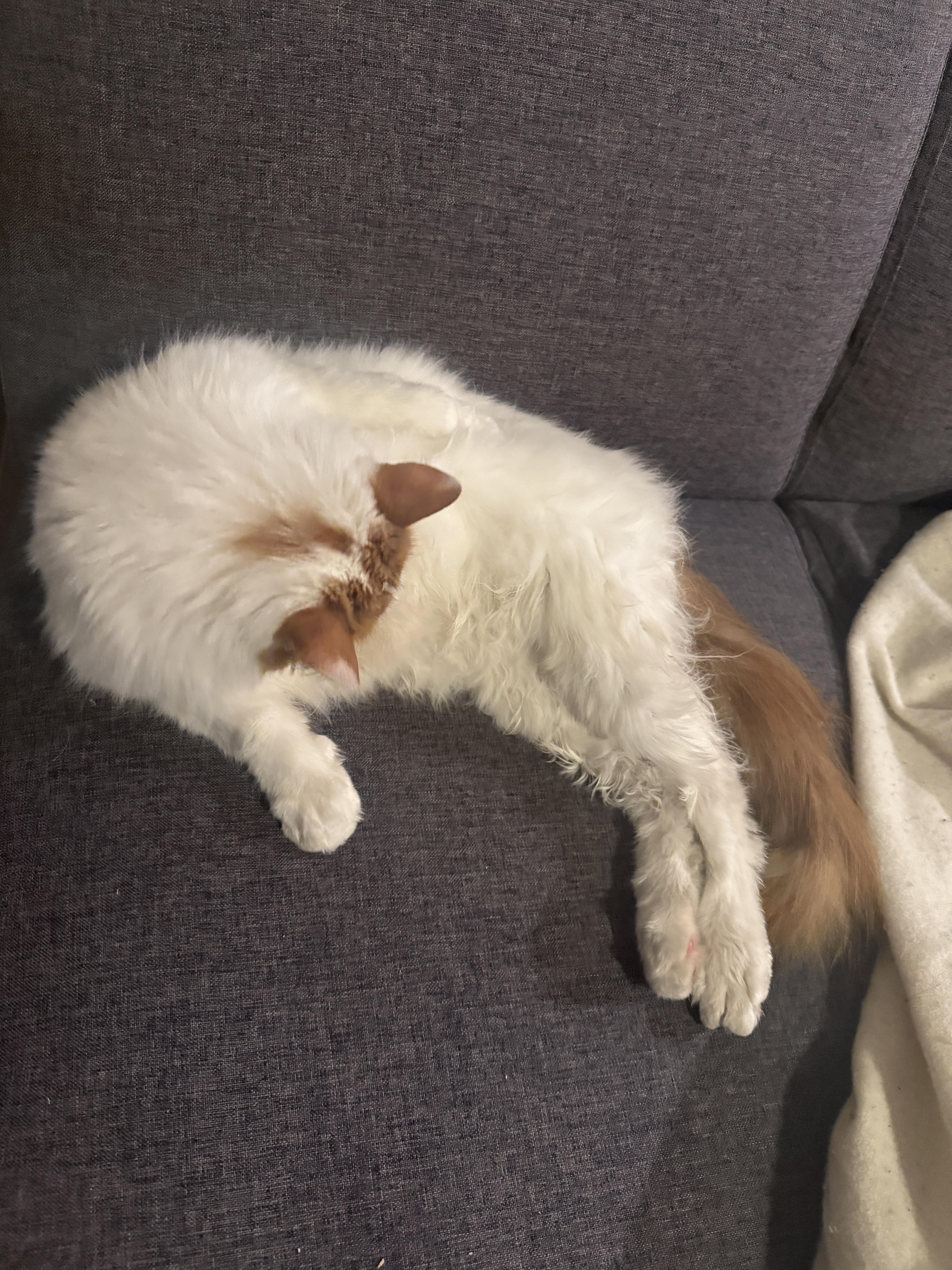 Enlarge Softmax, a ADOPTABLE Domestic Long Hair in Stanford, CA image 3/5