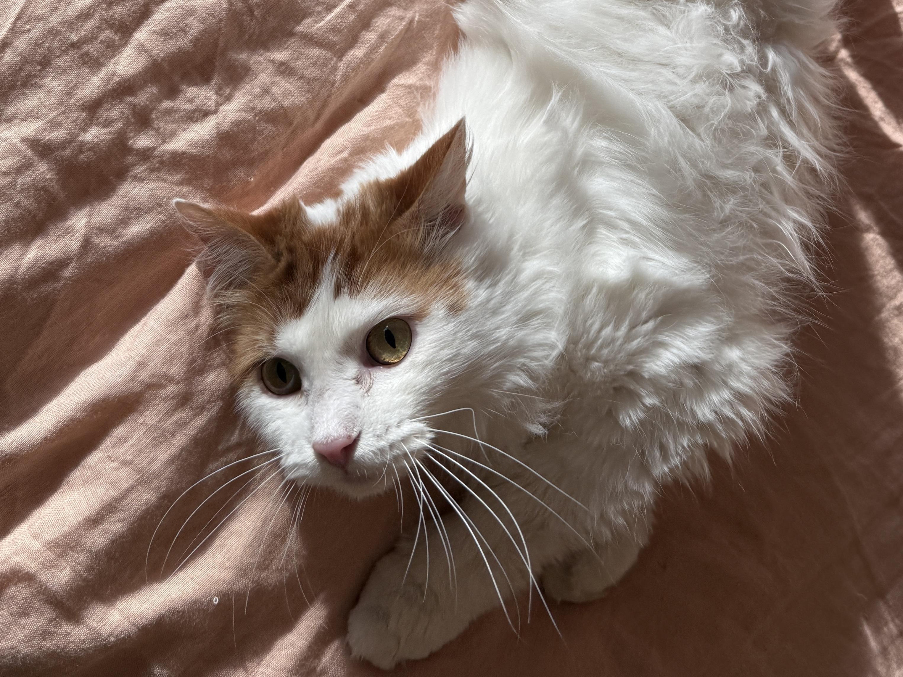 Enlarge Softmax, a ADOPTABLE Domestic Long Hair in Stanford, CA image 1/5