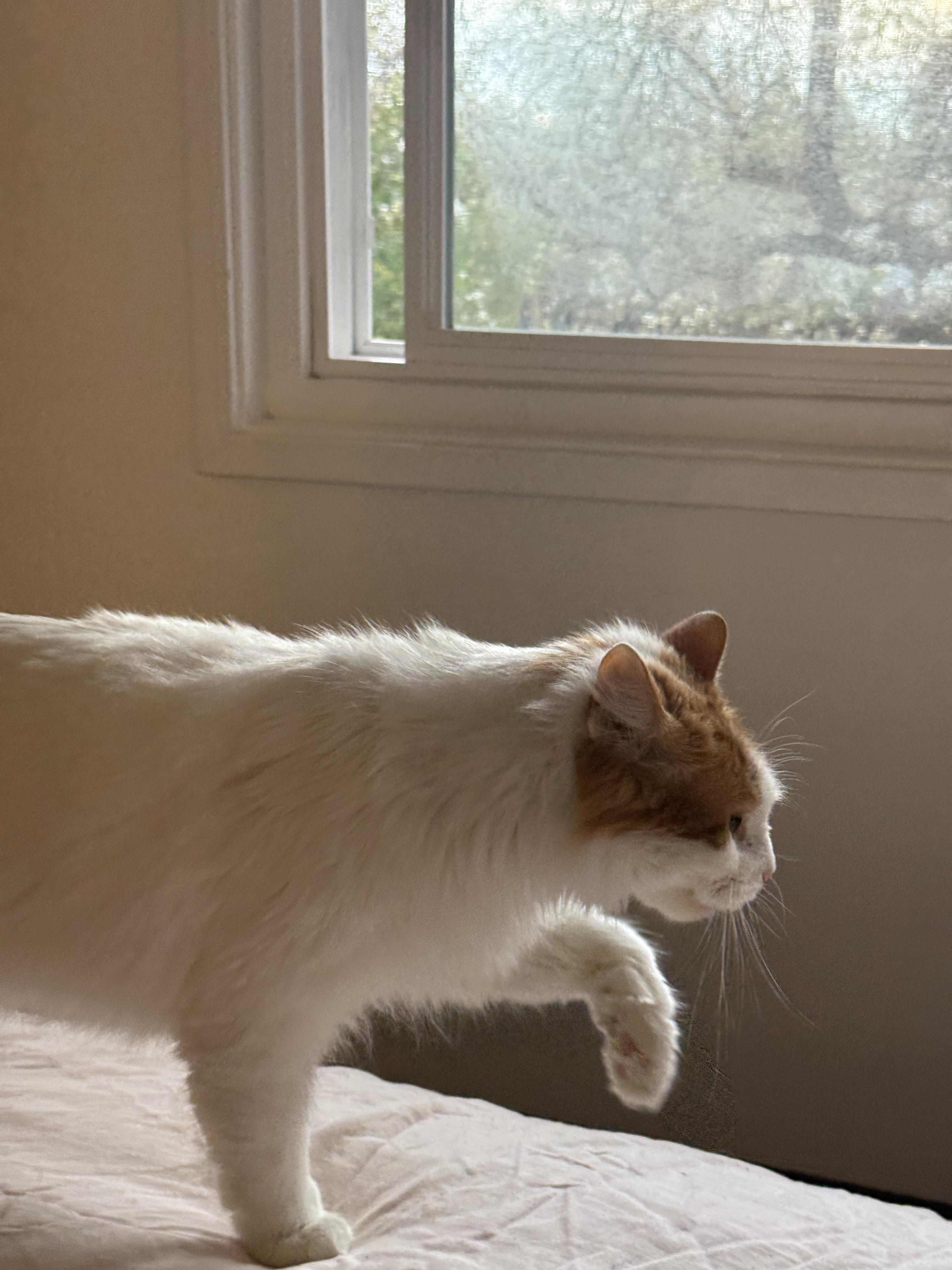 Enlarge Softmax, a ADOPTABLE Domestic Long Hair in Stanford, CA image 5/5