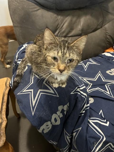 Enlarge CUDDLES, a Adoptable Domestic Short Hair in Louisville, KY image 1/1