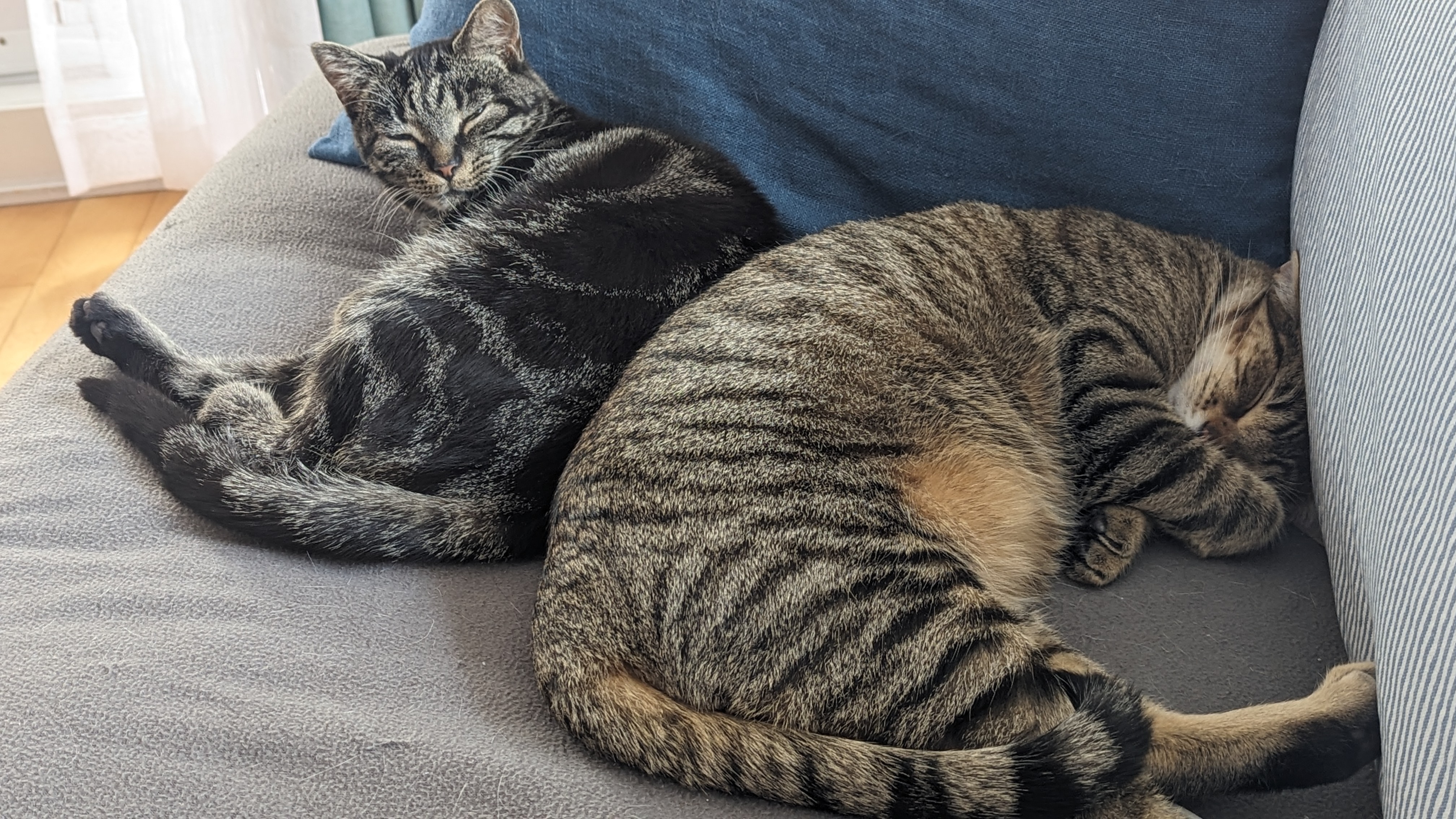 Shiva & Matti (DUO), a Adoptable Tabby in Verdun, QC image 4/4
