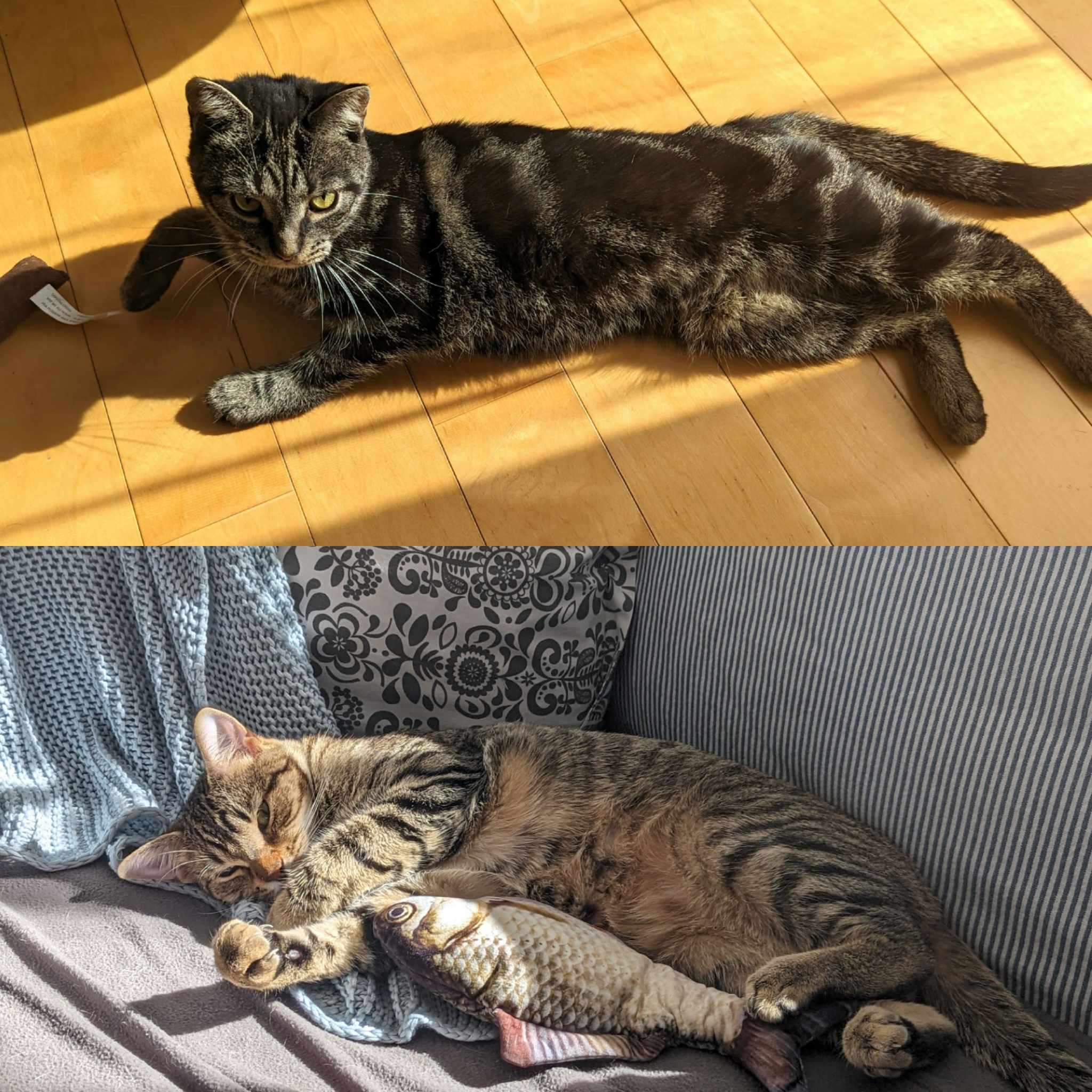 Shiva & Matti (DUO), a Adoptable Tabby in Verdun, QC image 2/4