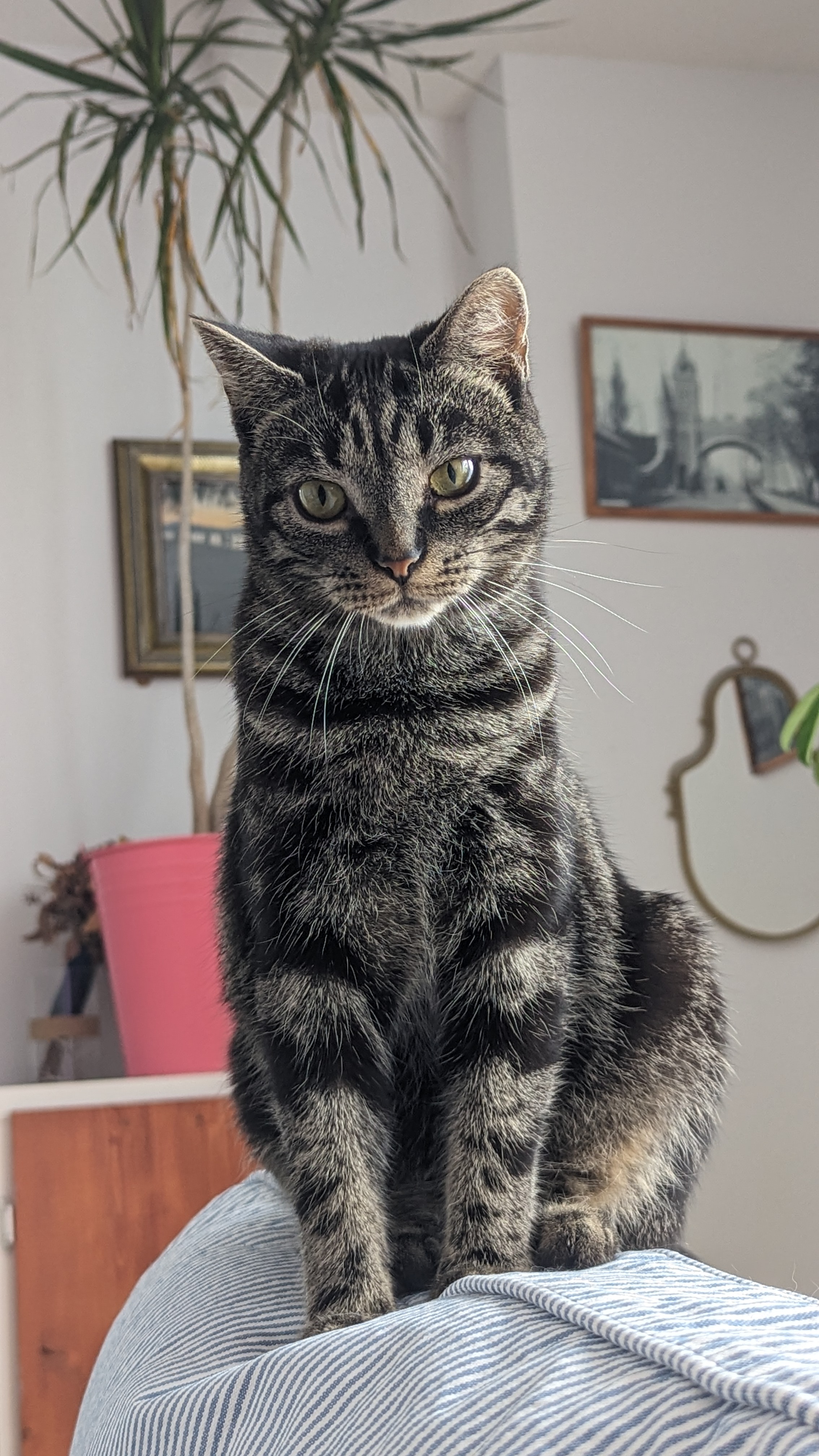 Shiva & Matti (DUO), a Adoptable Tabby in Verdun, QC image 3/4