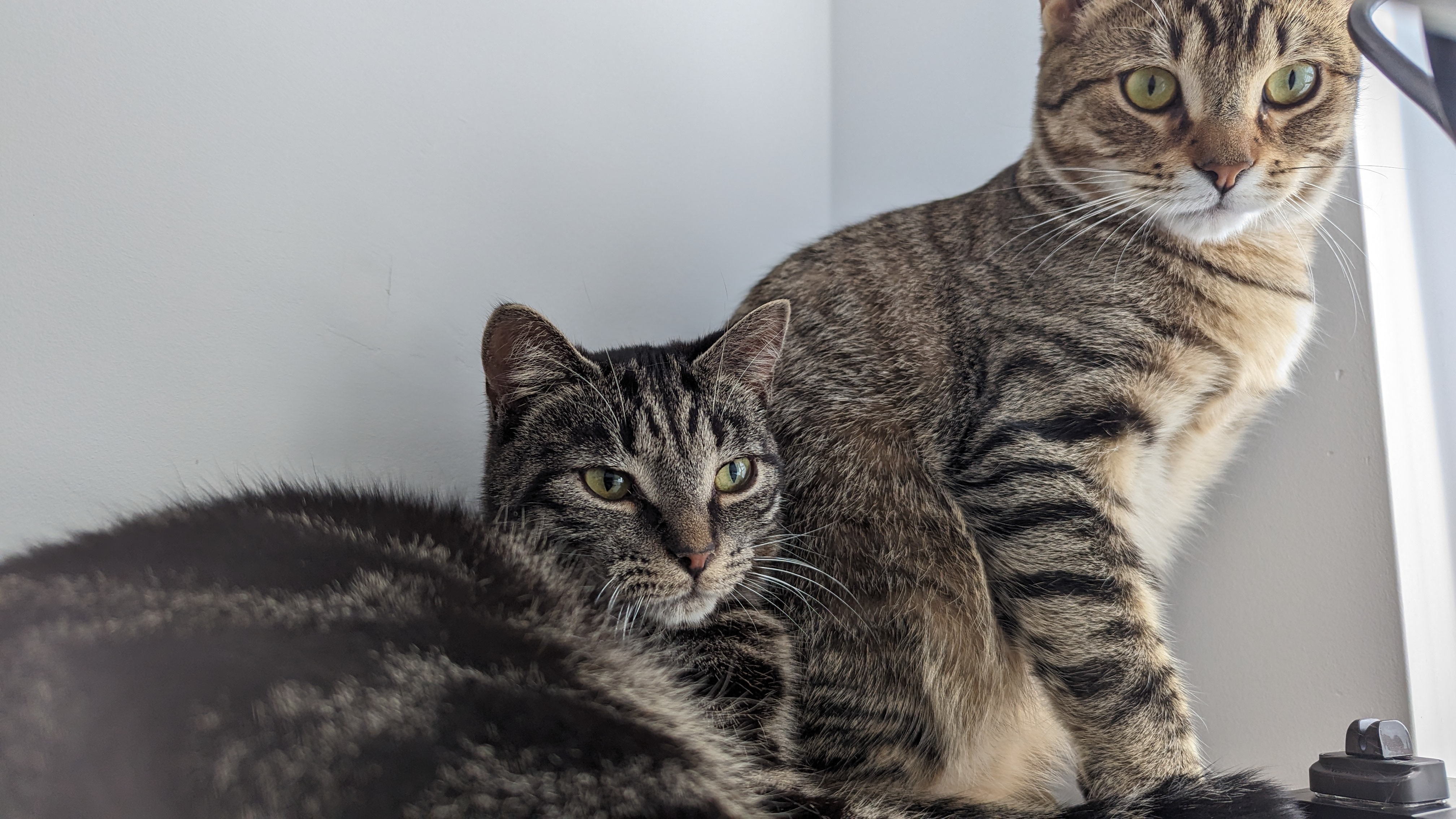 Shiva & Matti (DUO), a Adoptable Tabby in Verdun, QC image 1/4