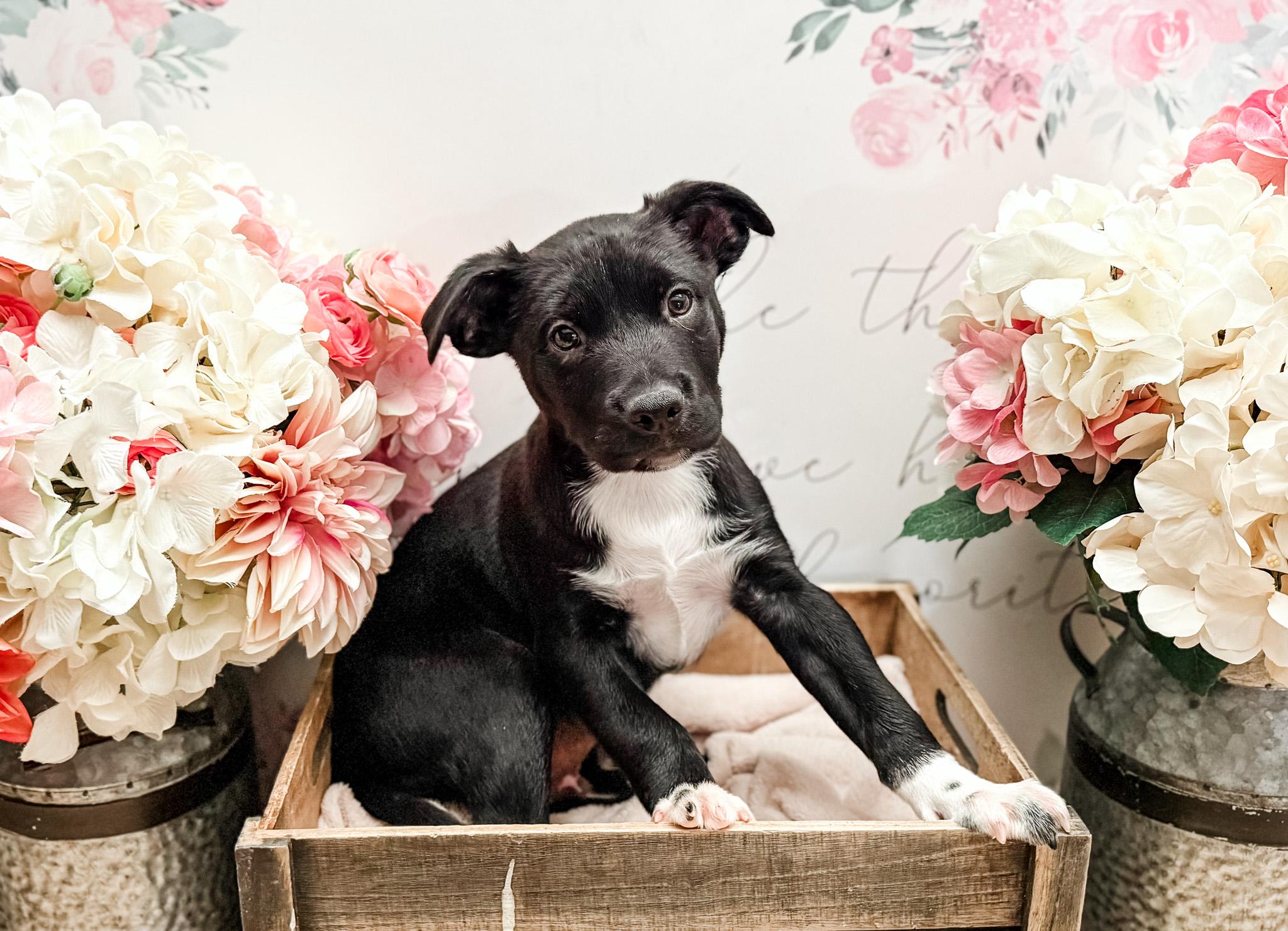 Enlarge Mace , a Adoptable mixed breed in Newberg, OR image 2/5