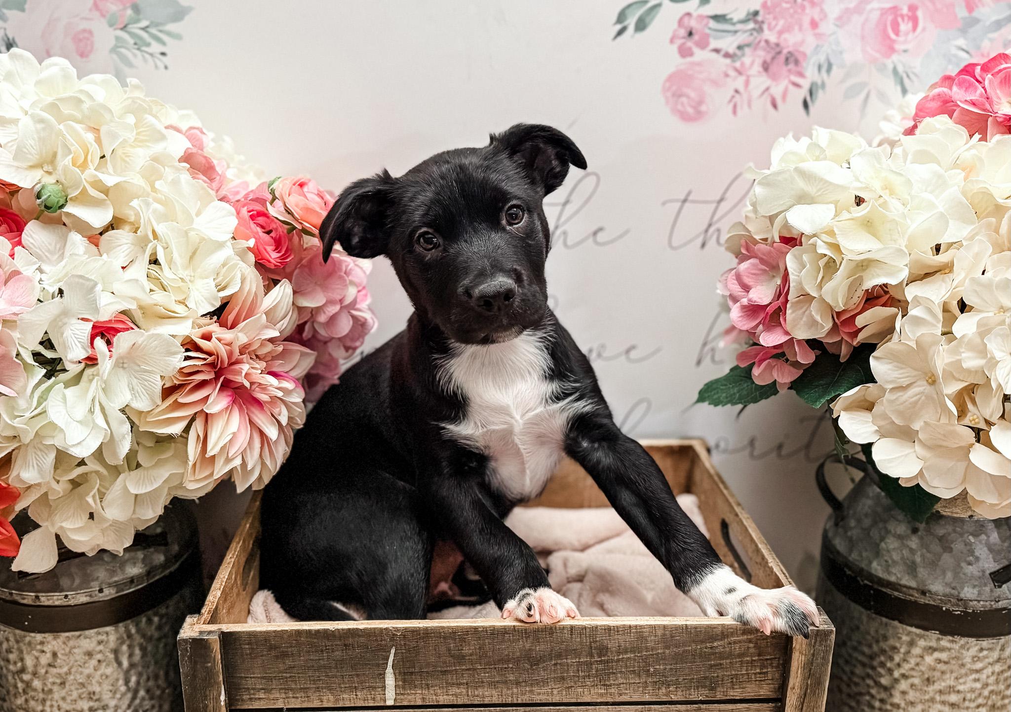 Enlarge Mace , a Adoptable mixed breed in Newberg, OR image 4/5