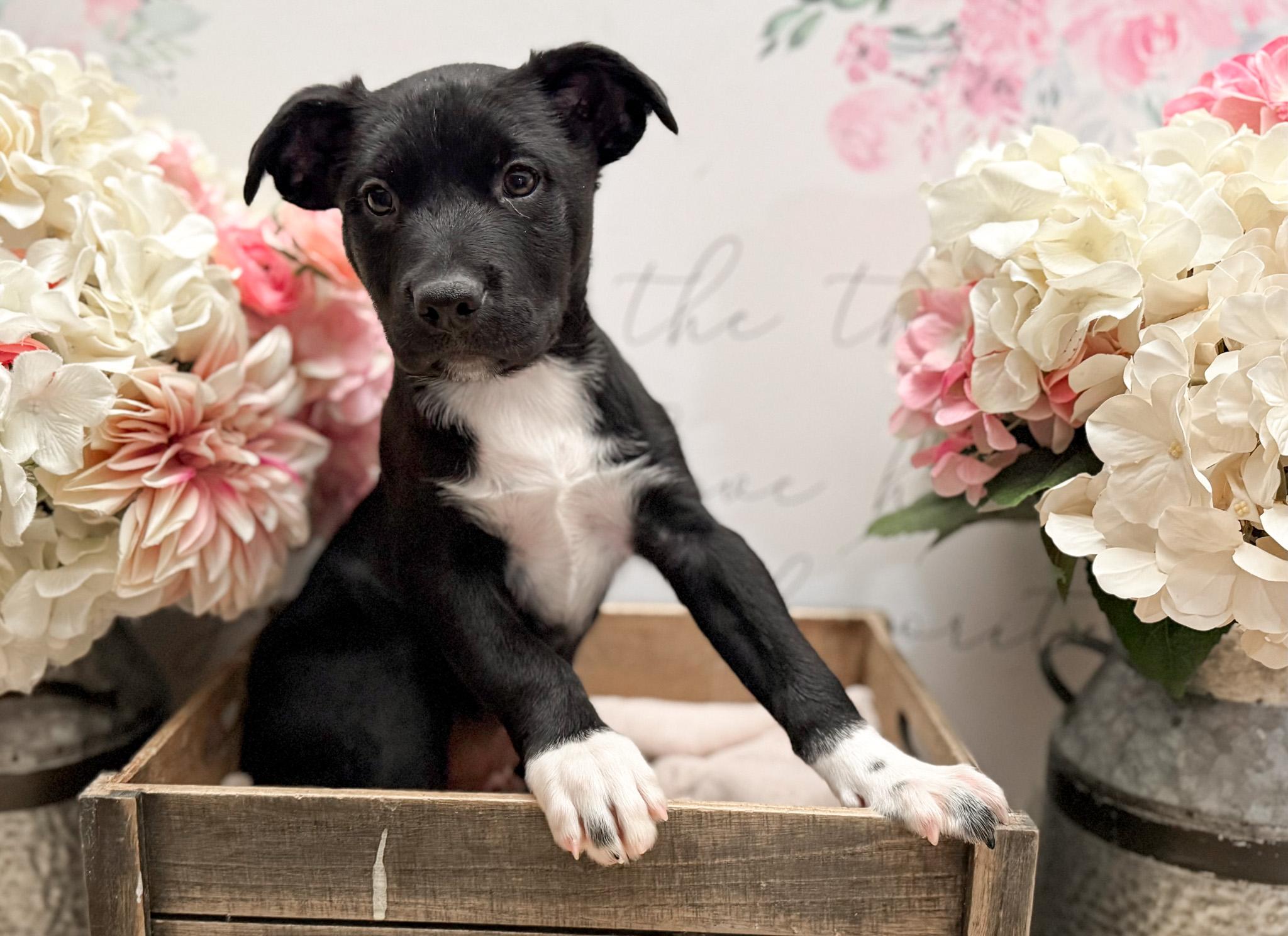 Mace , Adoptable, Puppy Male Boxer & Spitz.