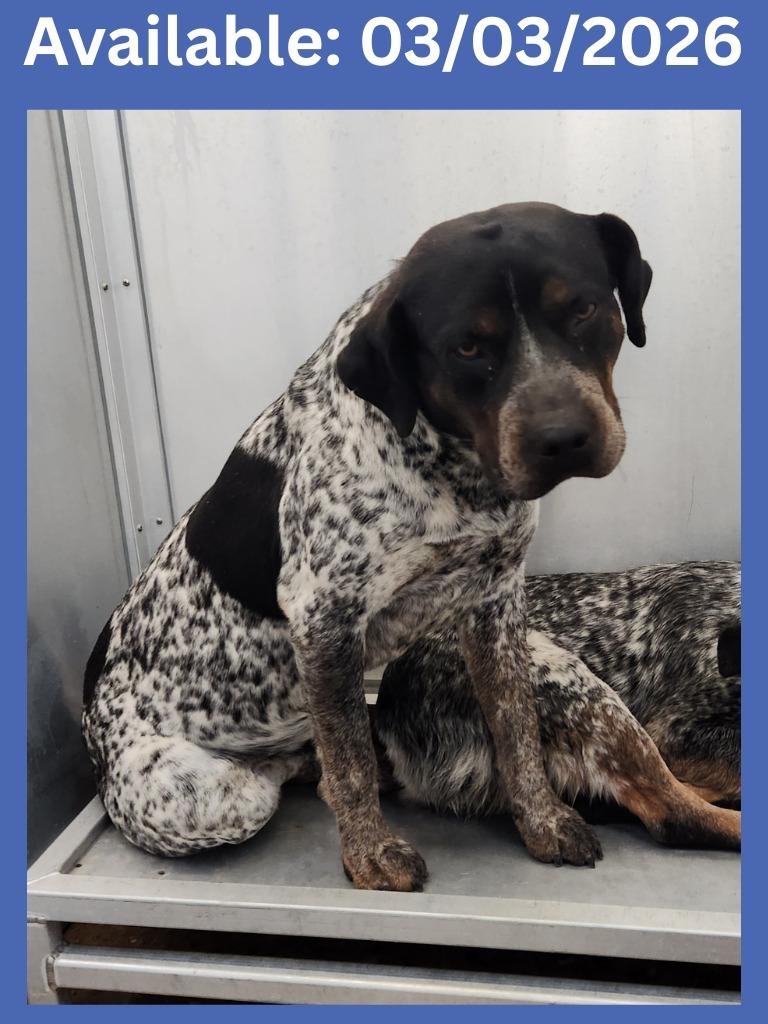 Enlarge Dog Kennel #36, a Adoptable mixed breed in Greenville, TX image 1/1