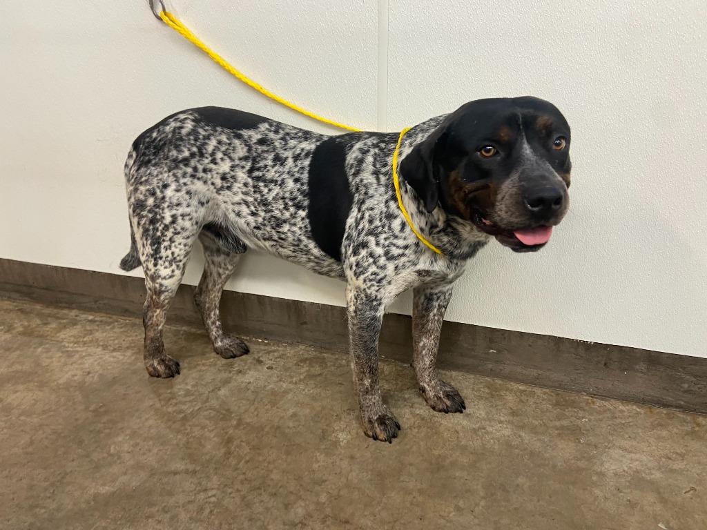 Dog Kennel #36, Adoptable, Young Male Australian Cattle Dog / Blue Heeler & Mixed Breed.