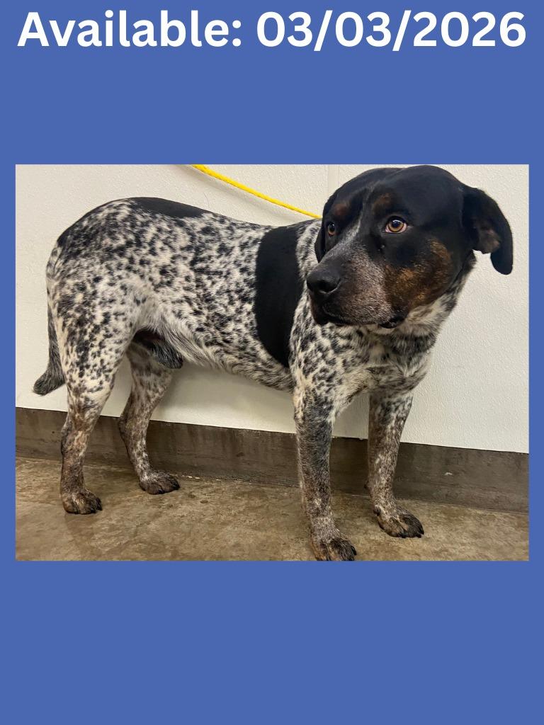 Enlarge Dog Kennel #36, a Adoptable mixed breed in Greenville, TX image 2/3