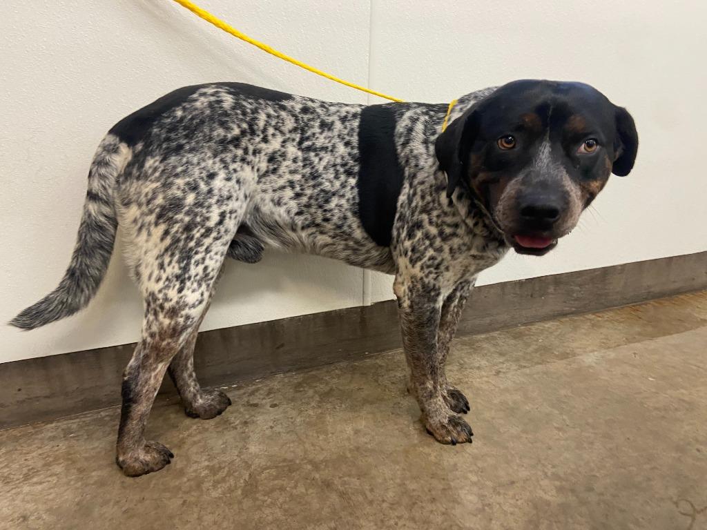 Enlarge Dog Kennel #36, a Adoptable mixed breed in Greenville, TX image 3/3