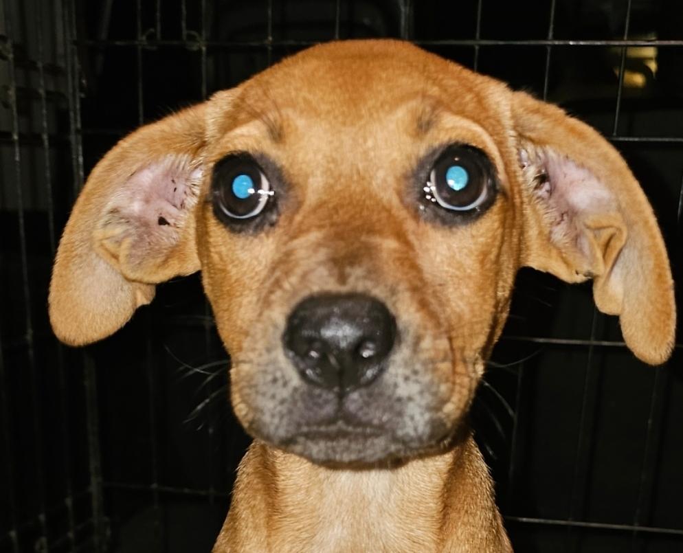 Phoebe, Adoptable, Puppy Female Black Mouth Cur & Golden Retriever.