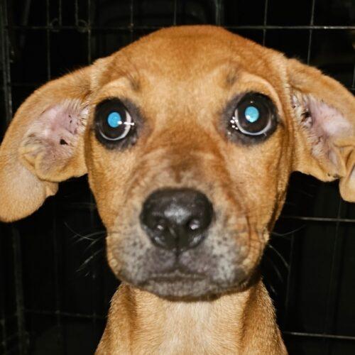 Phoebe, Adoptable, Young Female Black Mouth Cur & Golden Retriever.