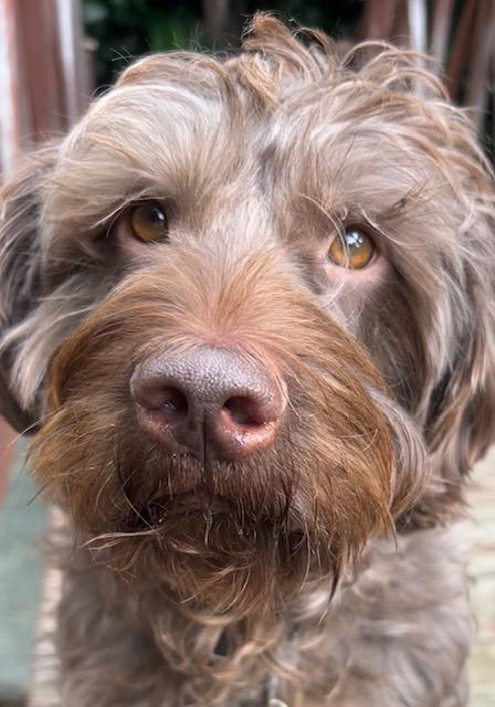 Enlarge Lawrence, a Adoptable Labradoodle in Los Angeles, CA image 1/4