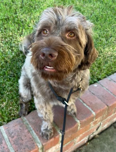 Enlarge Lawrence, a Adoptable Labradoodle in Los Angeles, CA image 2/4