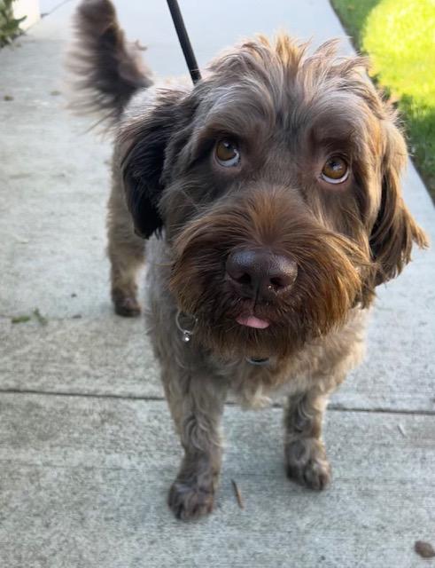Enlarge Lawrence, a Adoptable Labradoodle in Los Angeles, CA image 3/4
