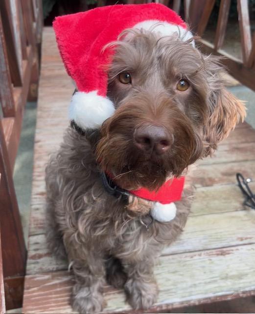 Enlarge Lawrence, a Adoptable Labradoodle in Los Angeles, CA image 4/4