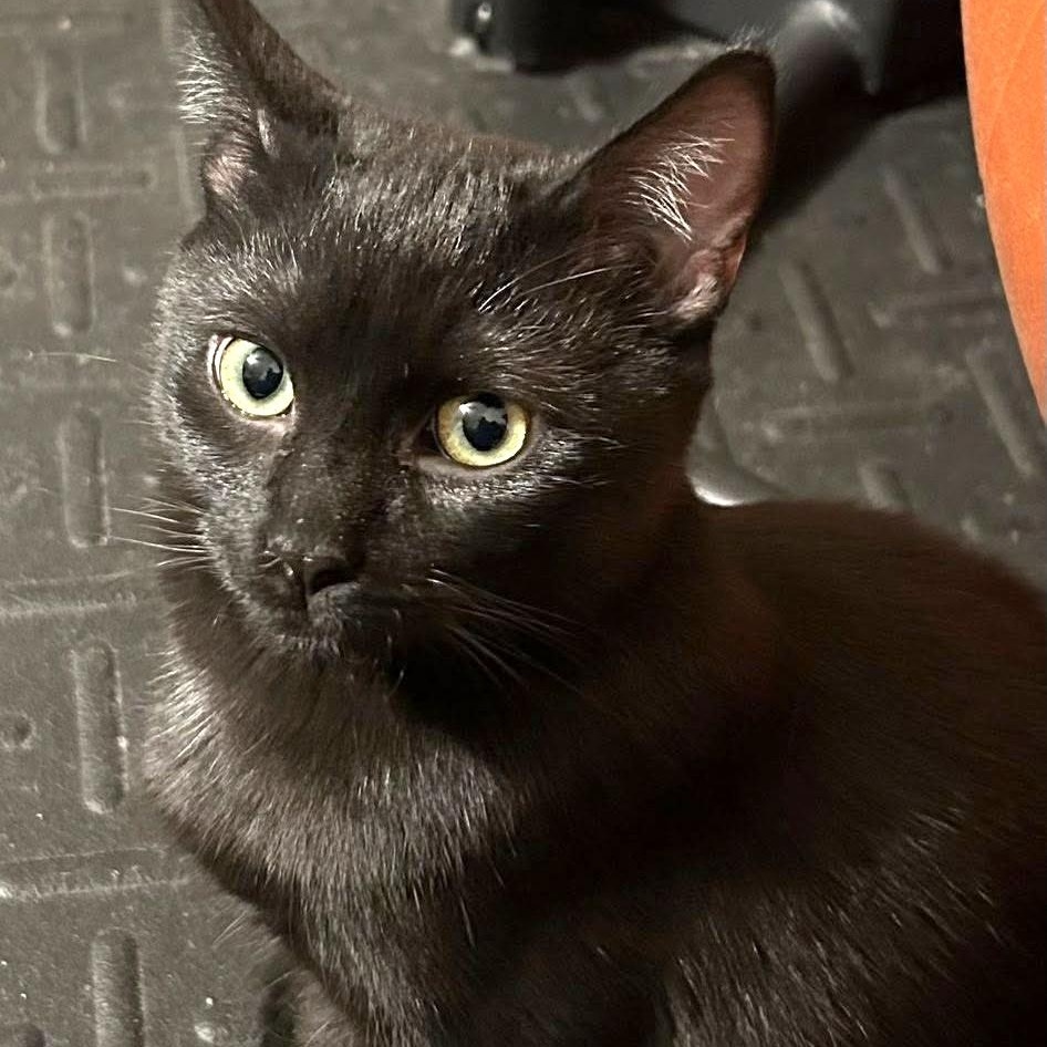 Enlarge Bean, a Adoptable Domestic Short Hair in Pittsburgh, PA image 1/6