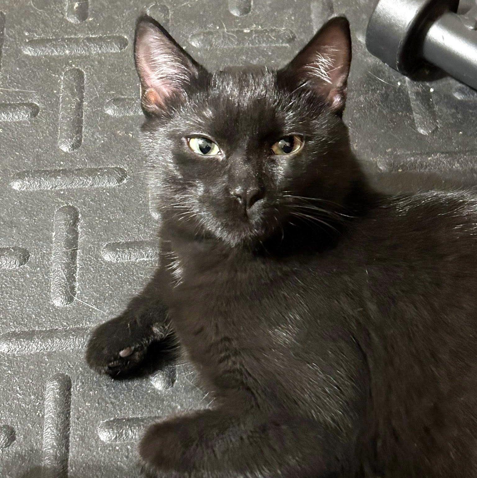 Enlarge Bean, a Adoptable Domestic Short Hair in Pittsburgh, PA image 3/6