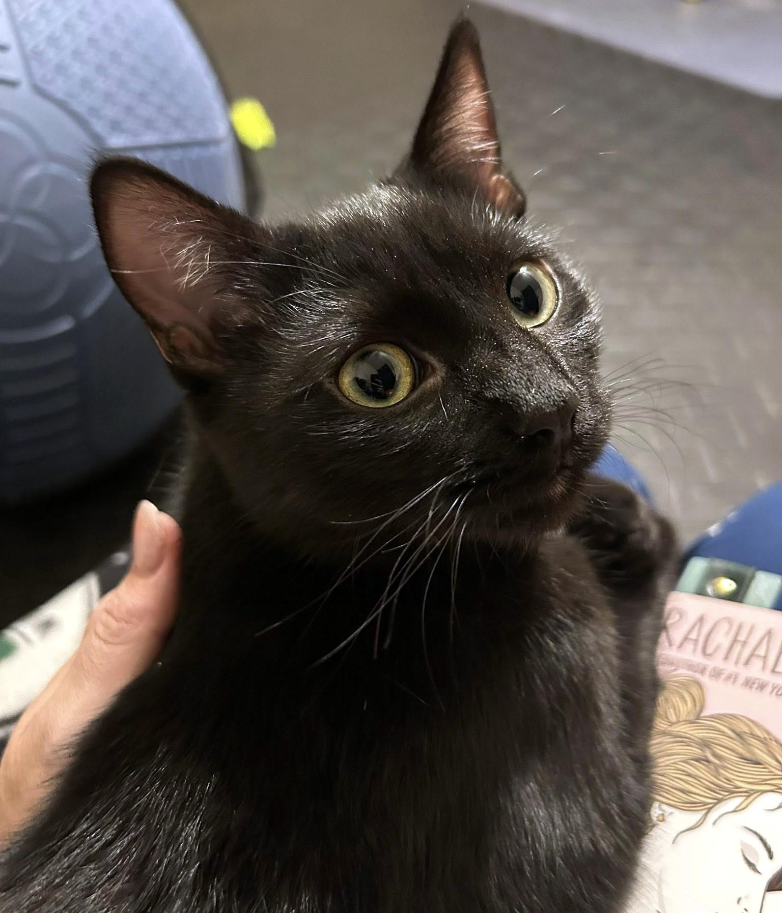 Enlarge Bean, a Adoptable Domestic Short Hair in Pittsburgh, PA image 2/6