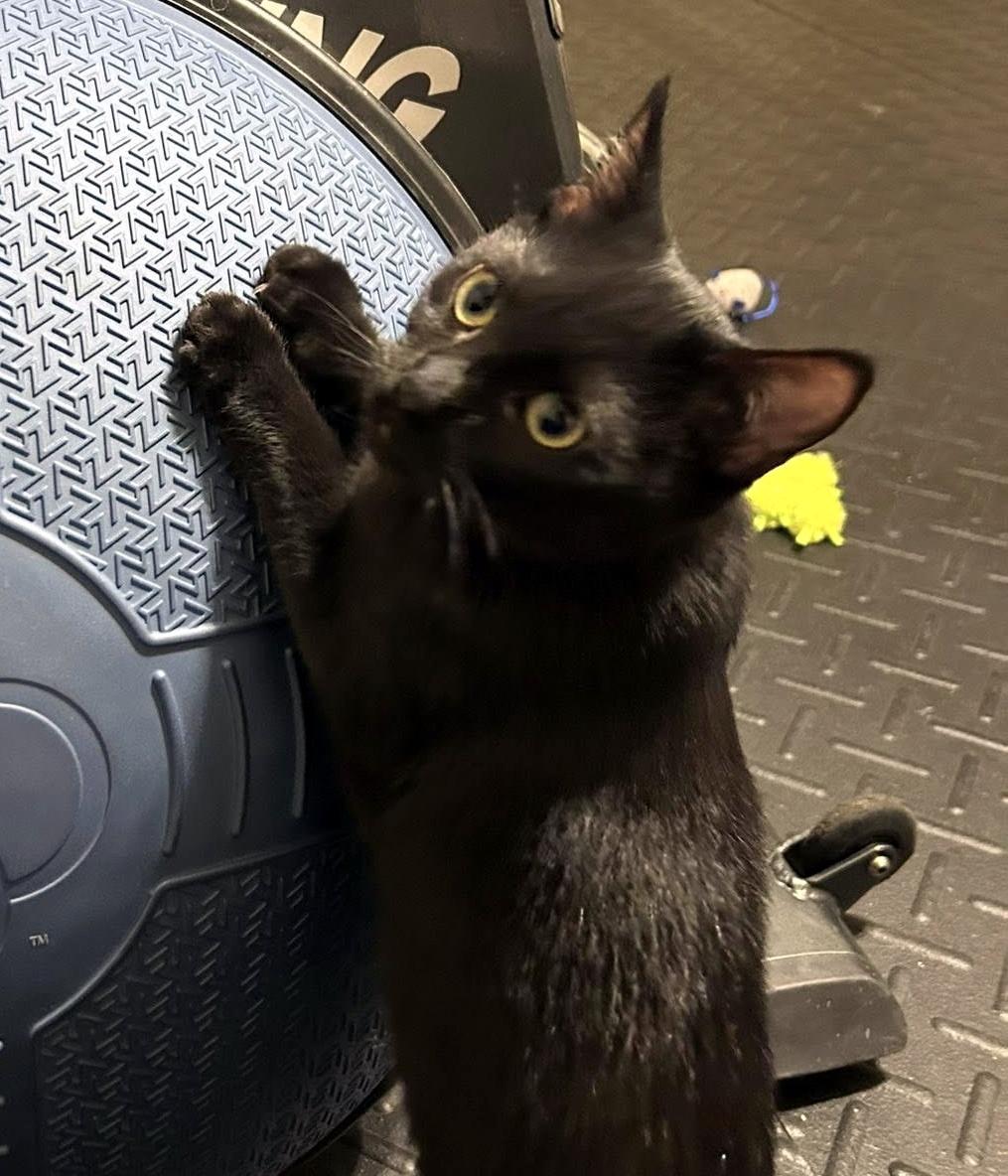 Enlarge Bean, a Adoptable Domestic Short Hair in Pittsburgh, PA image 4/6