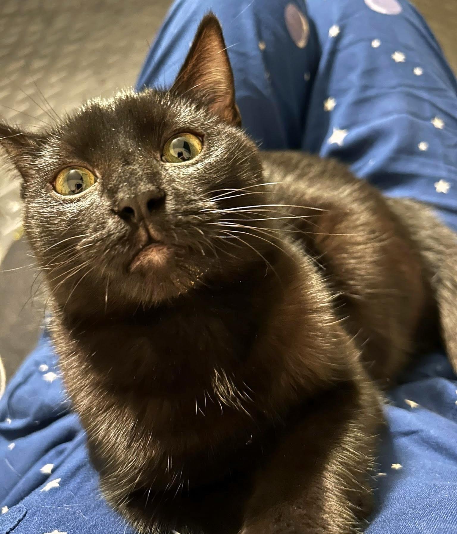 Enlarge Bean, a Adoptable Domestic Short Hair in Pittsburgh, PA image 6/6