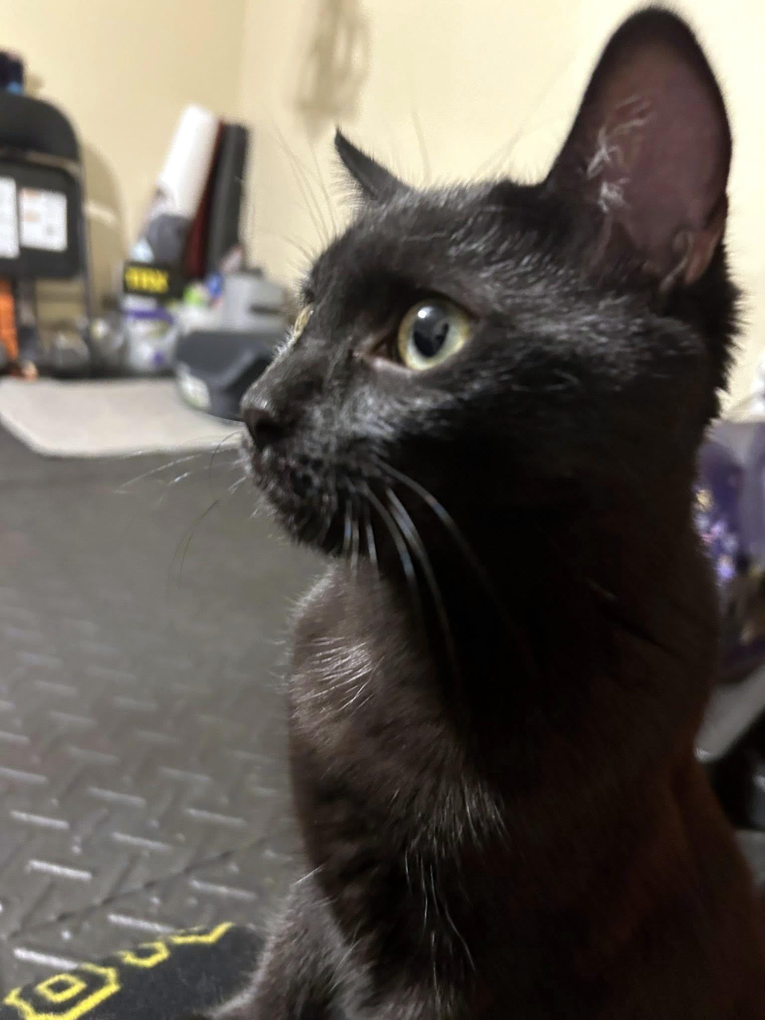 Enlarge Bean, a Adoptable Domestic Short Hair in Pittsburgh, PA image 5/6