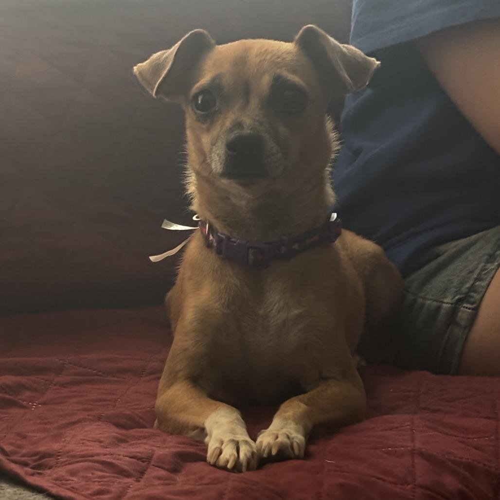 Princess Leah C-34376, a Adoptable Mixed Breed in Oklahoma City, OK image 1/5