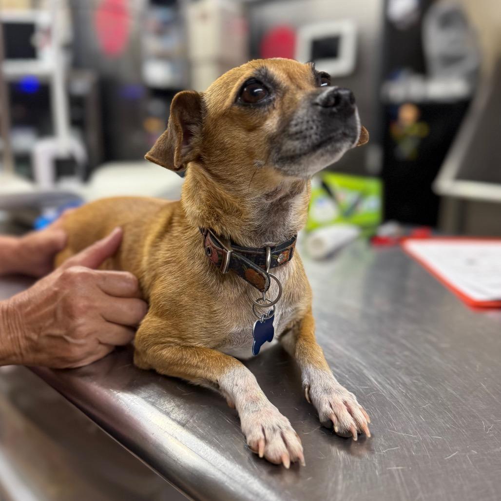 Princess Leah C-34376, a Adoptable Mixed Breed in Oklahoma City, OK image 2/5