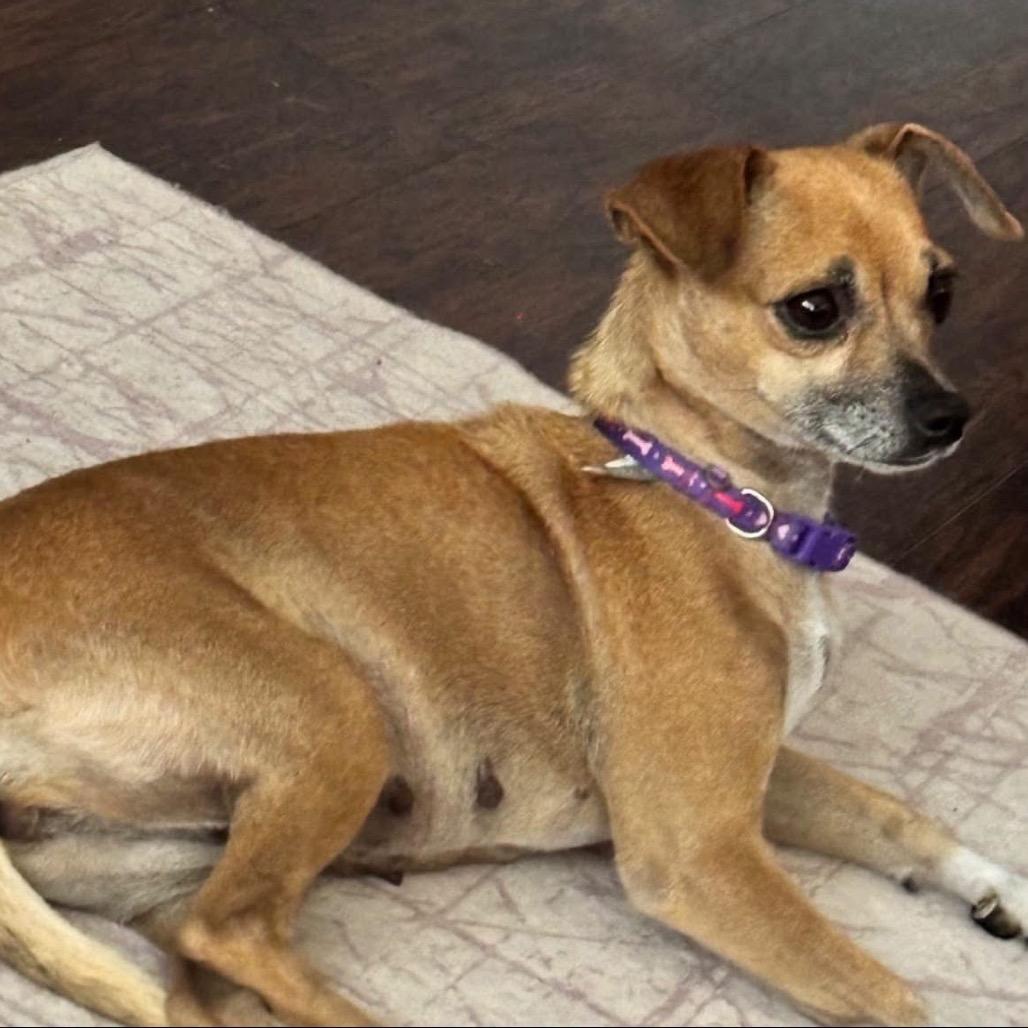 Princess Leah C-34376, a Adoptable Mixed Breed in Oklahoma City, OK image 3/5