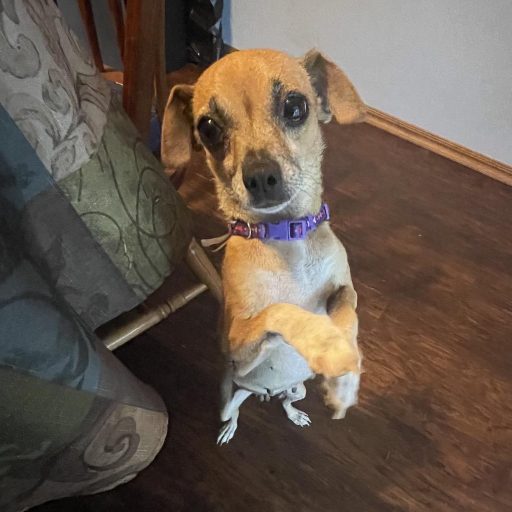 Princess Leah C-34376, a Adoptable Mixed Breed in Oklahoma City, OK image 4/5