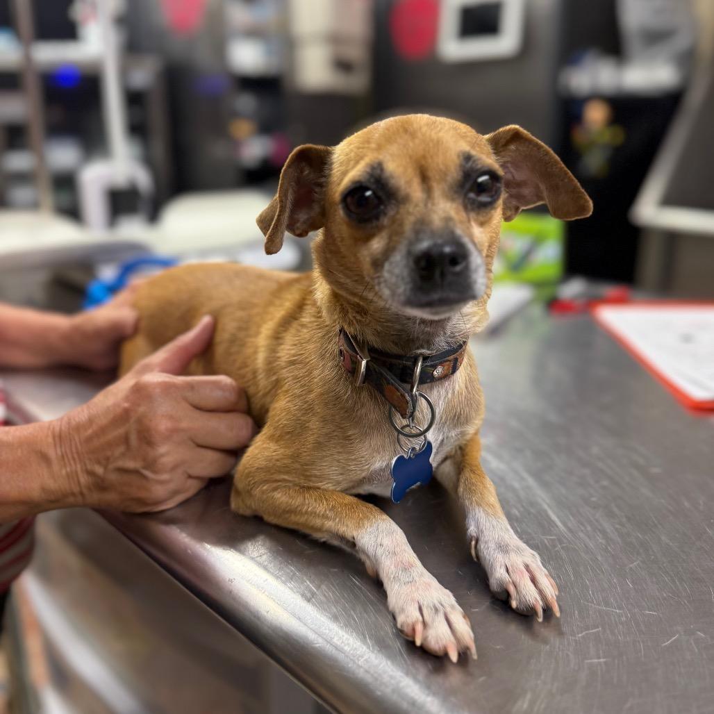 Princess Leah C-34376, a Adoptable Mixed Breed in Oklahoma City, OK image 5/5