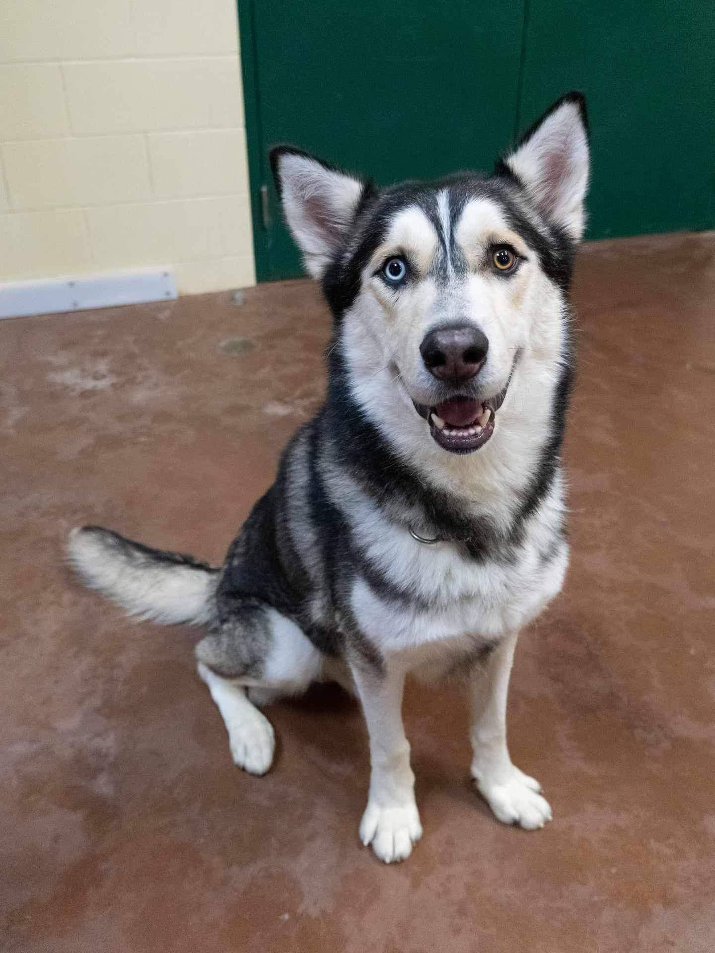 Kai