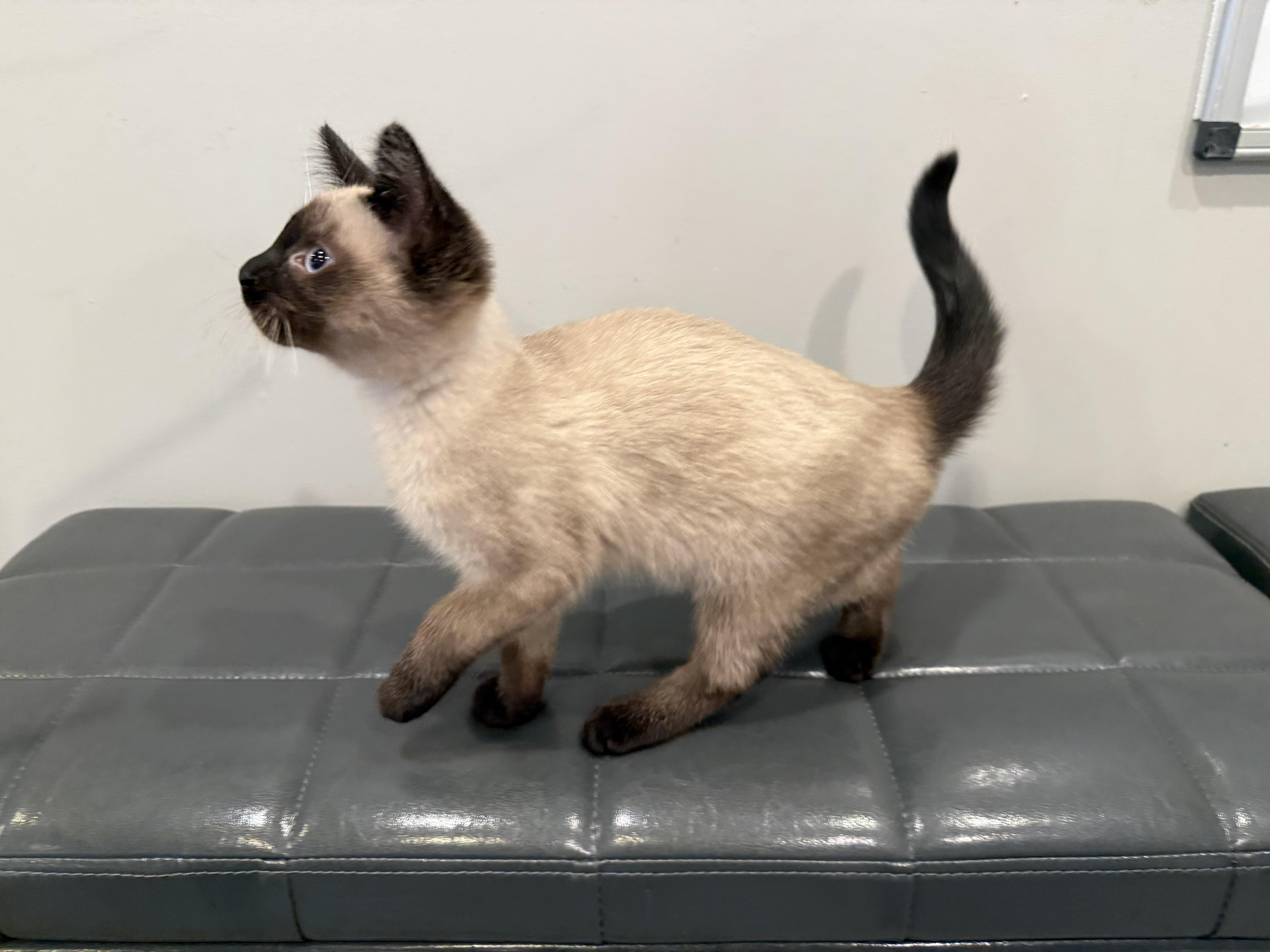Reese, an adopted Siamese in Lexington, KY image 1/5