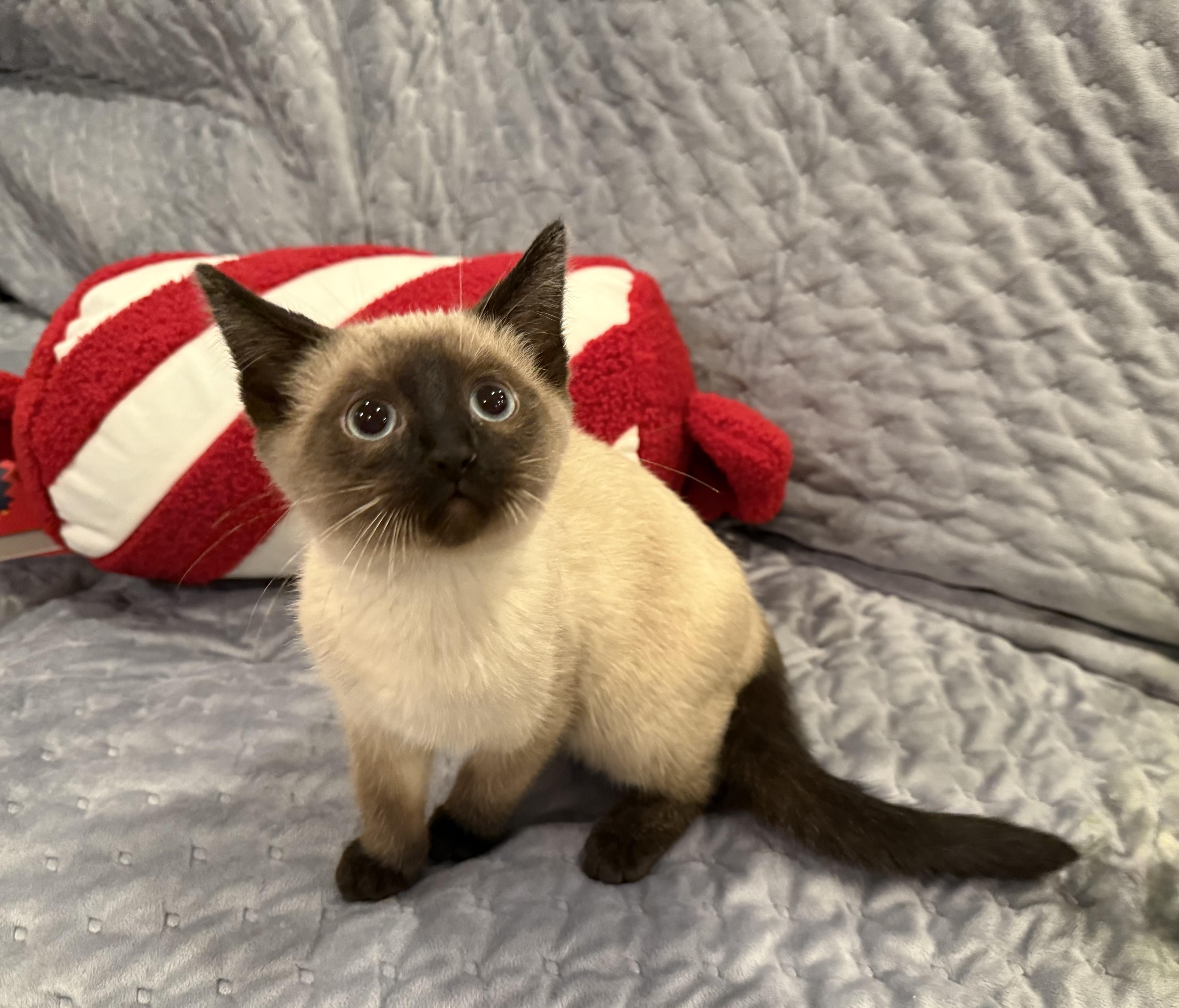 Reese, an adopted Siamese in Lexington, KY image 3/5