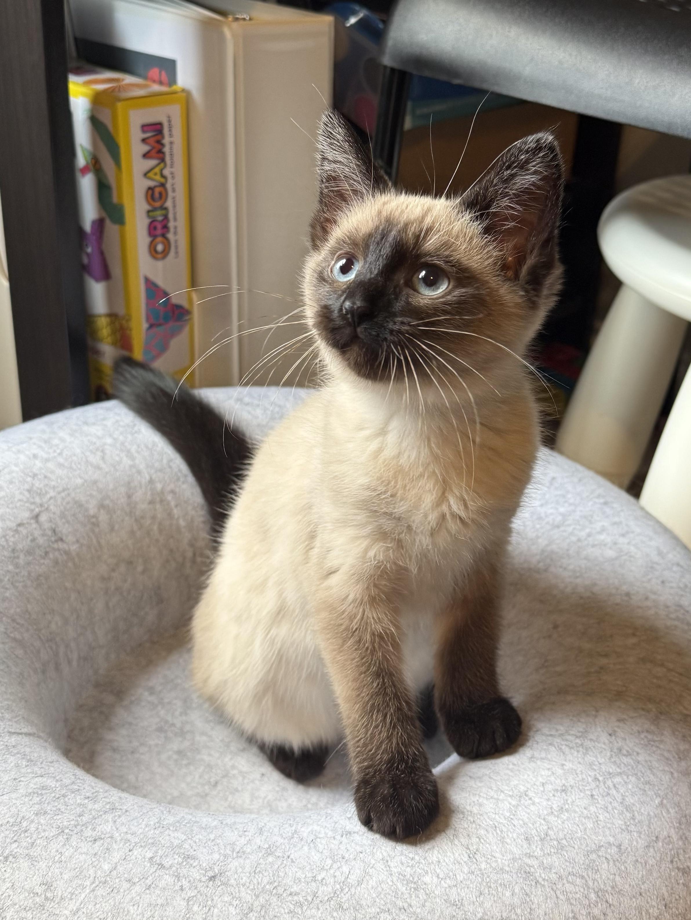 Reese, an adopted Siamese in Lexington, KY image 4/5