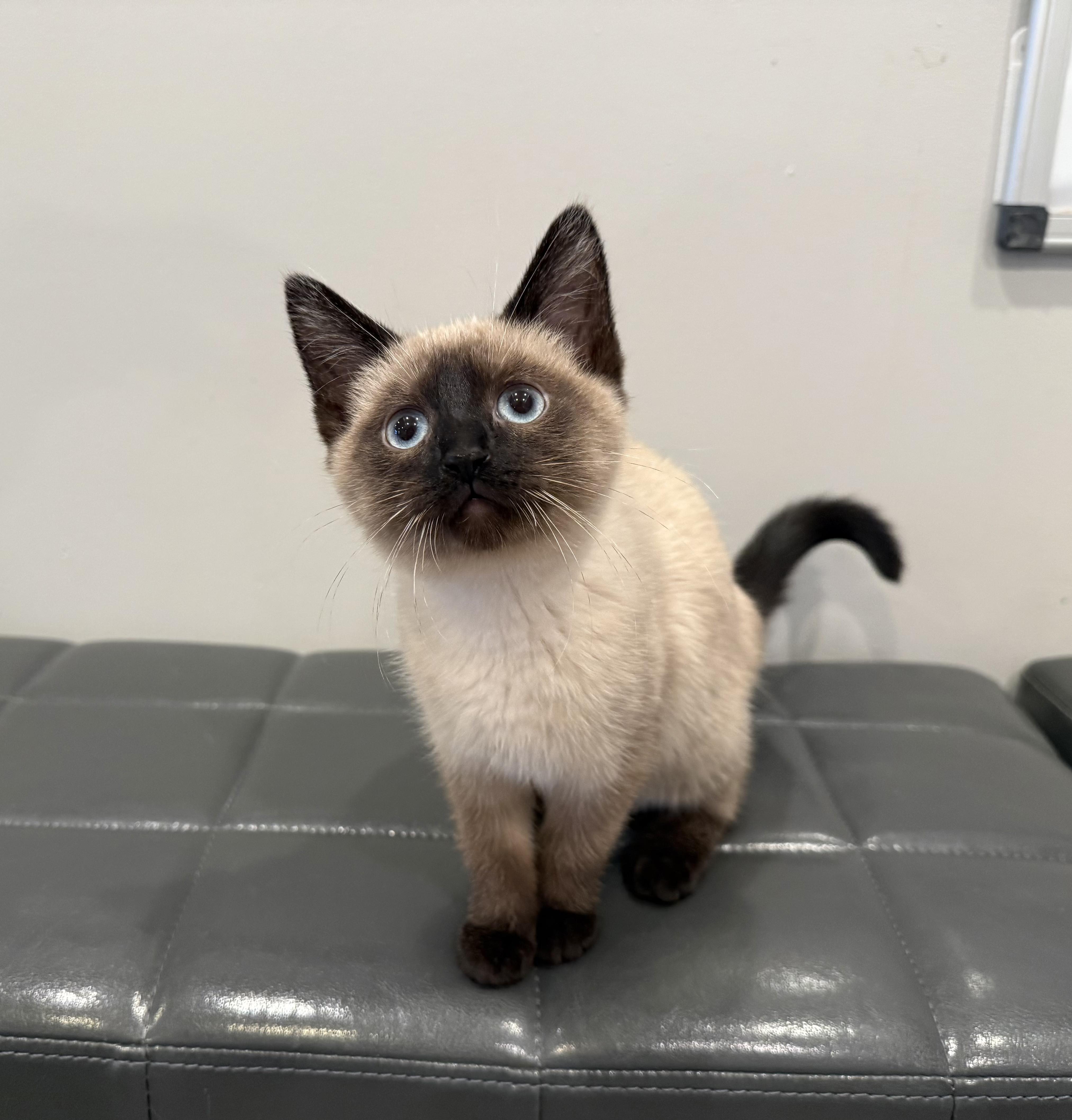 Reese, an adopted Siamese in Lexington, KY image 5/5